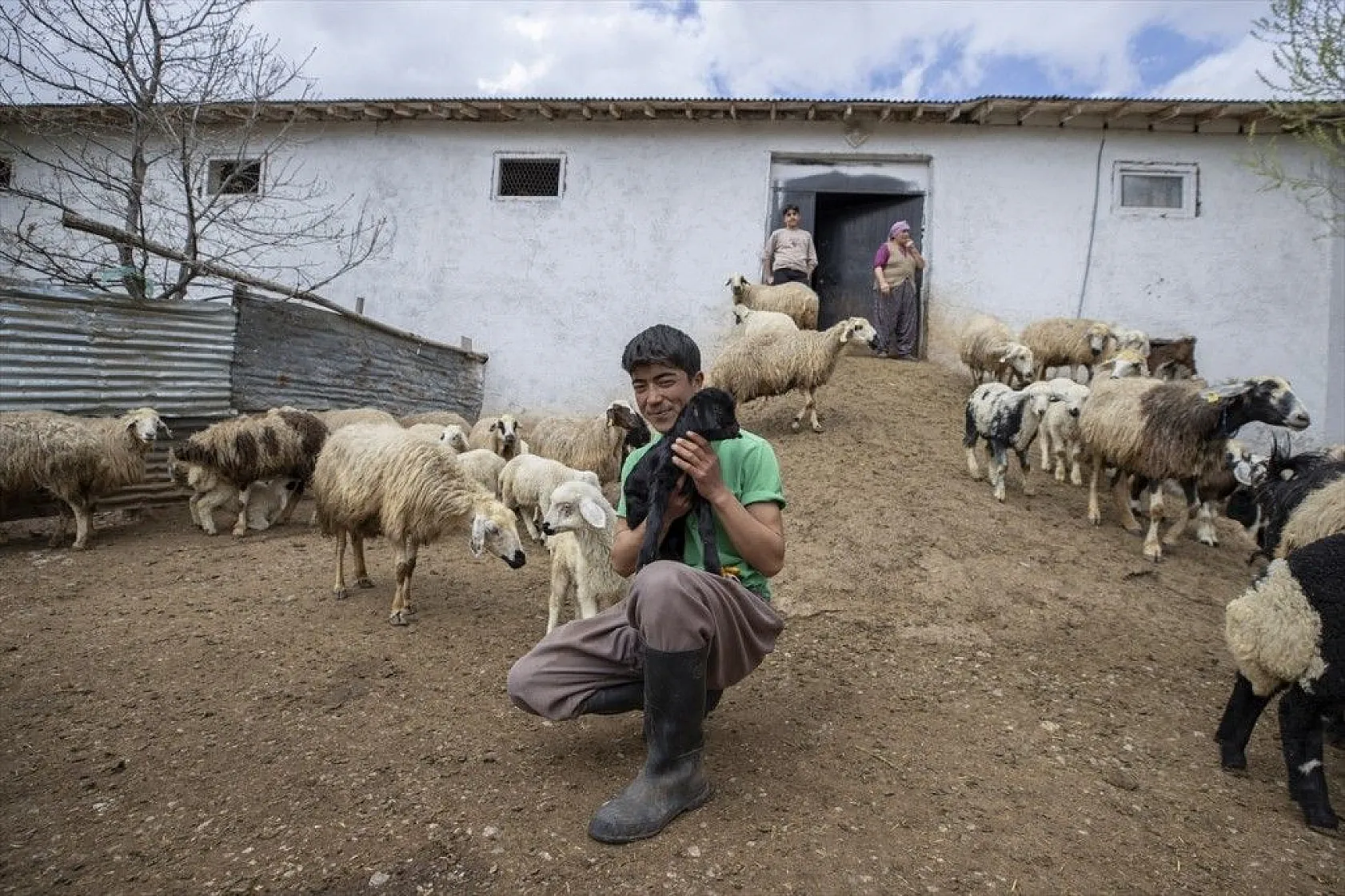 Köylüler 'baharın müjdecisi' oğlak ve kuzulara özenle bakıyor