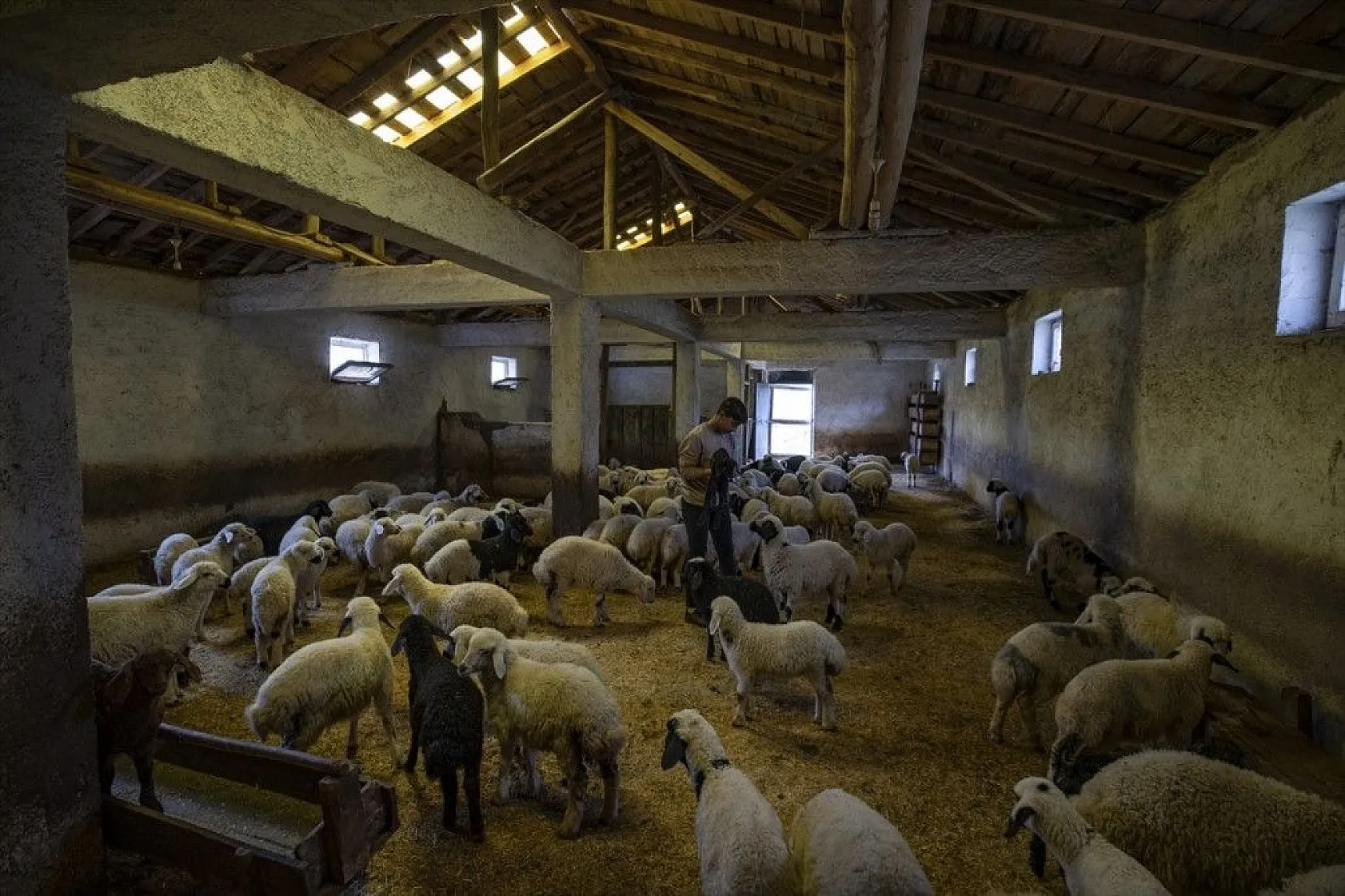 Köylüler 'baharın müjdecisi' oğlak ve kuzulara özenle bakıyor