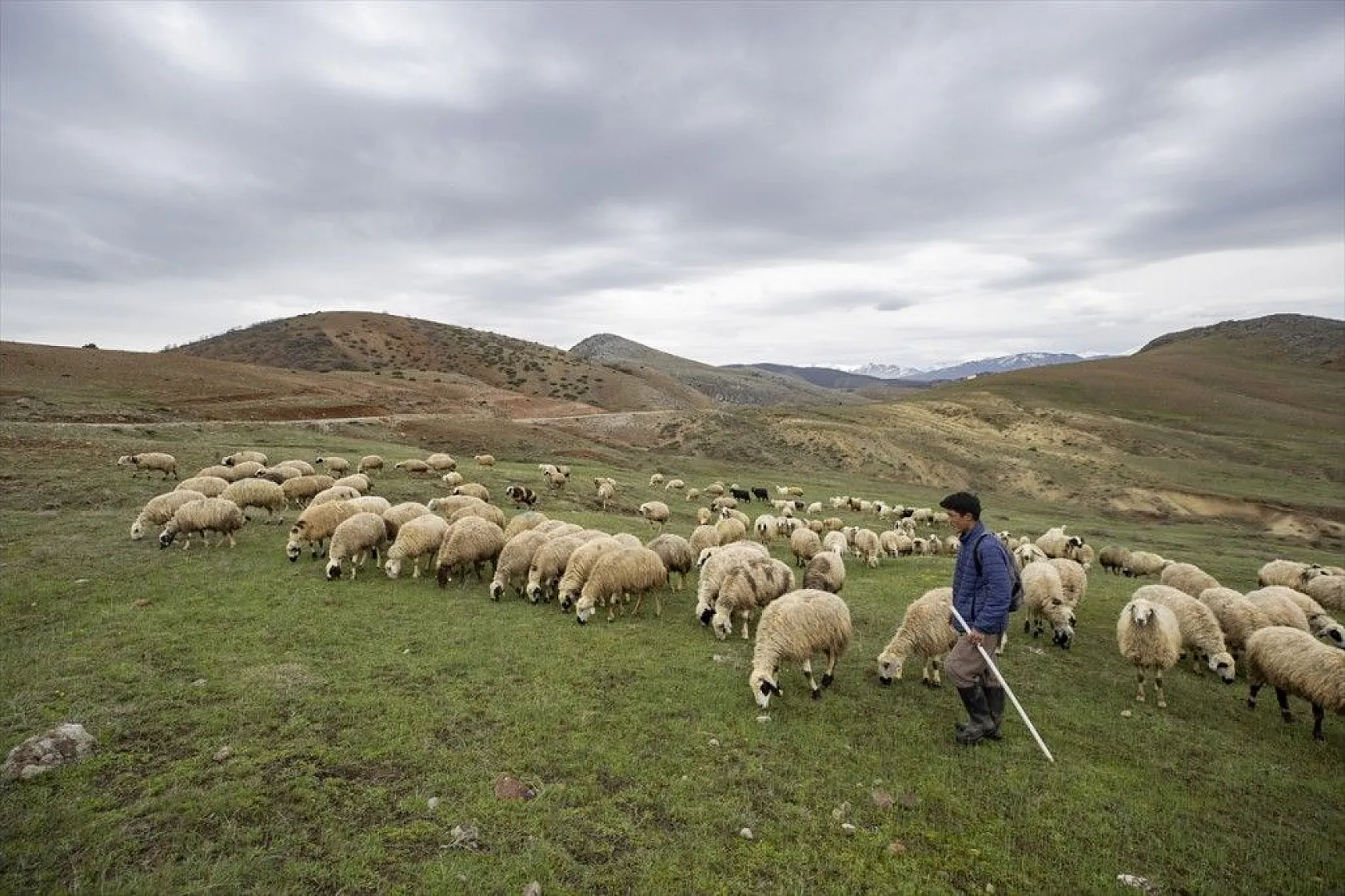 Köylüler 'baharın müjdecisi' oğlak ve kuzulara özenle bakıyor