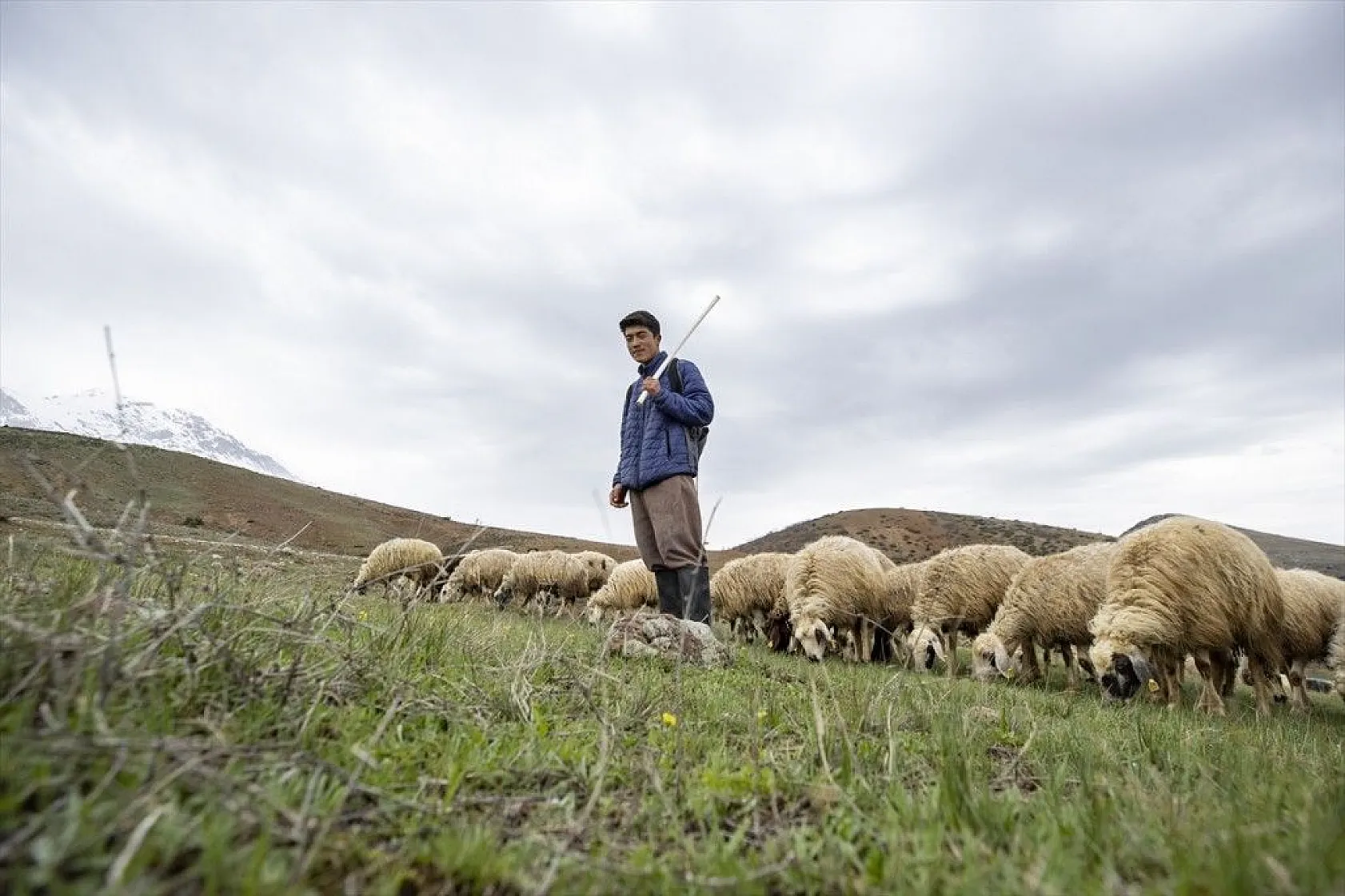 Köylüler 'baharın müjdecisi' oğlak ve kuzulara özenle bakıyor