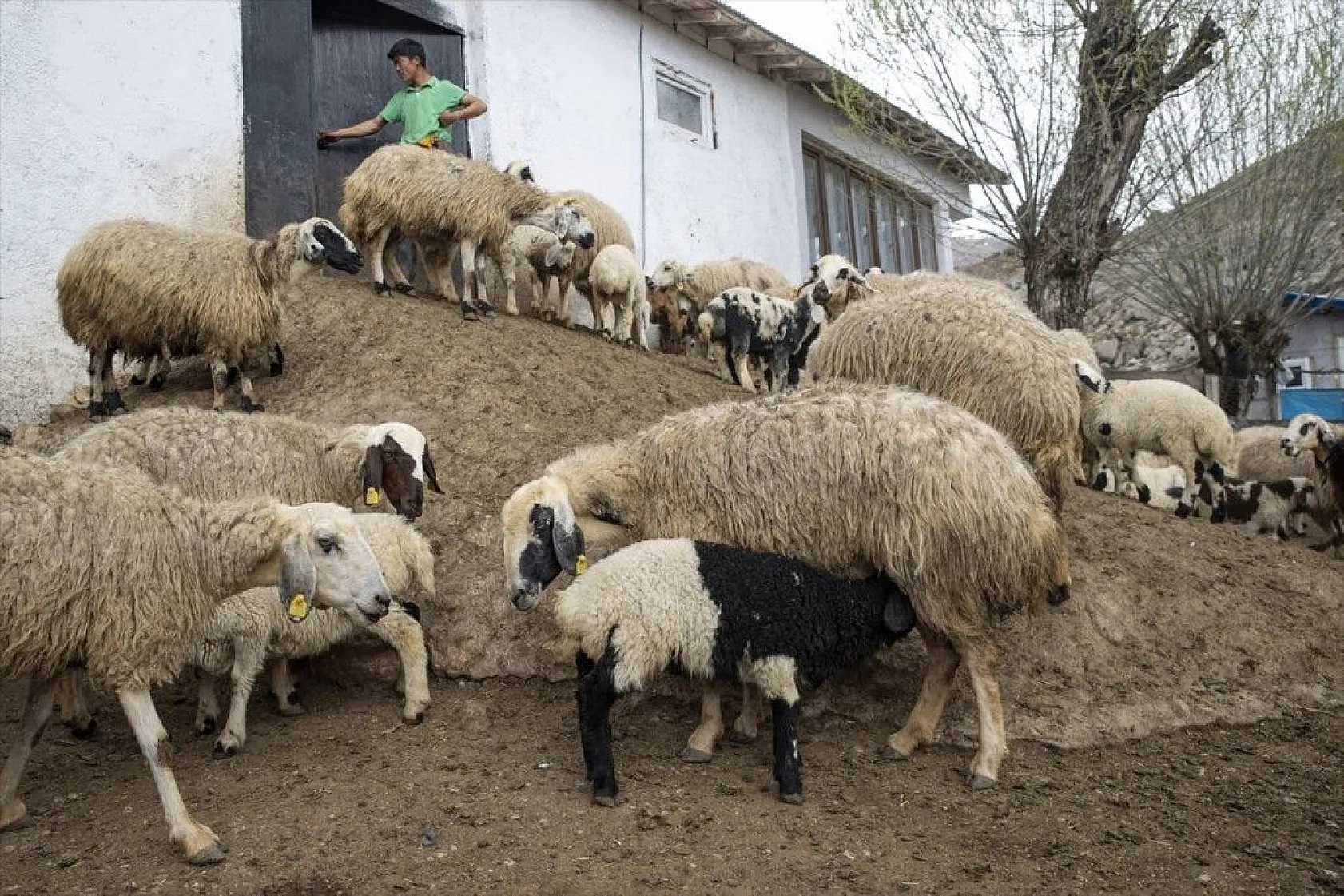Köylüler 'baharın müjdecisi' oğlak ve kuzulara özenle bakıyor