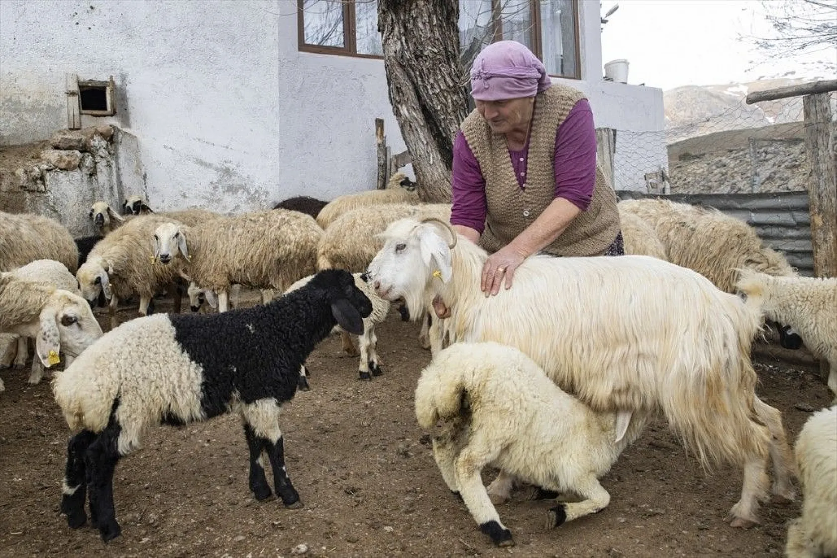 Köylüler 'baharın müjdecisi' oğlak ve kuzulara özenle bakıyor