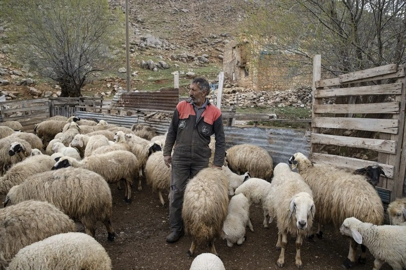 Köylüler 'baharın müjdecisi' oğlak ve kuzulara özenle bakıyor