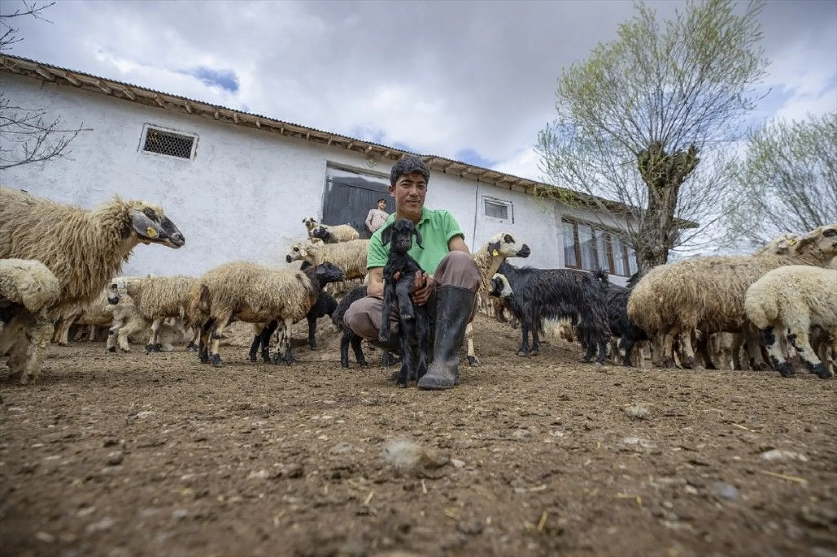 Köylüler 'baharın müjdecisi' oğlak ve kuzulara özenle bakıyor