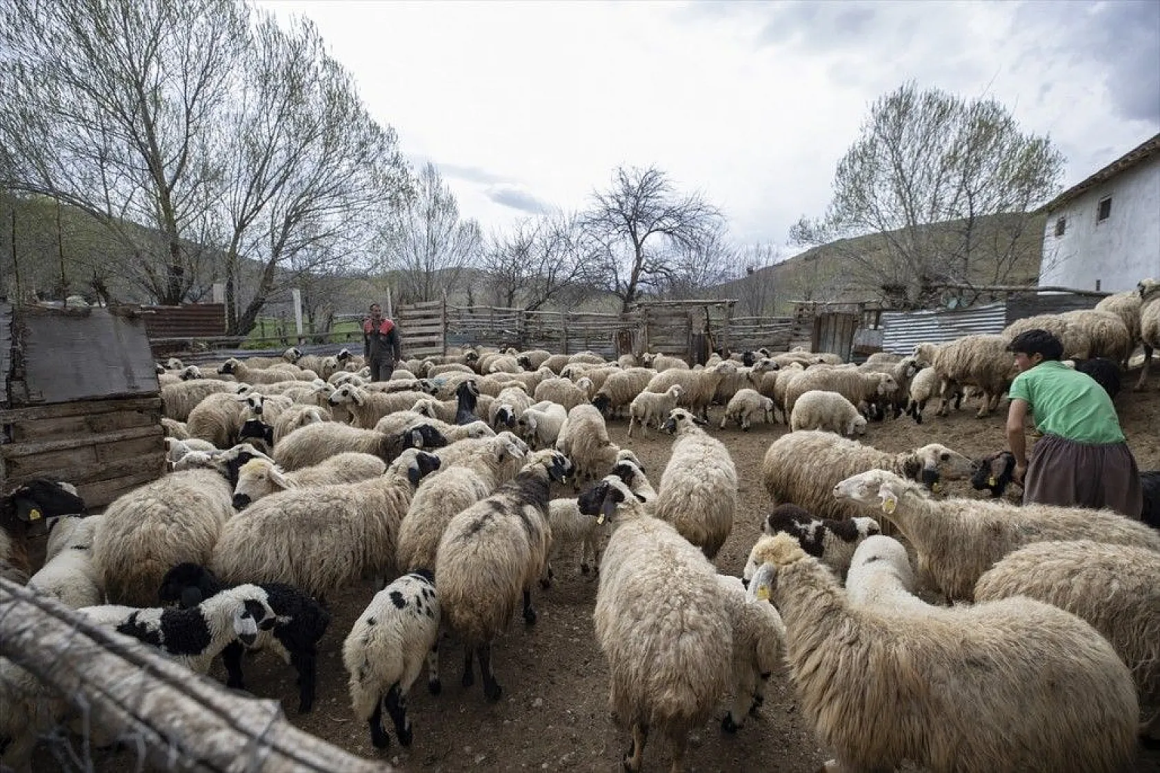 Köylüler 'baharın müjdecisi' oğlak ve kuzulara özenle bakıyor