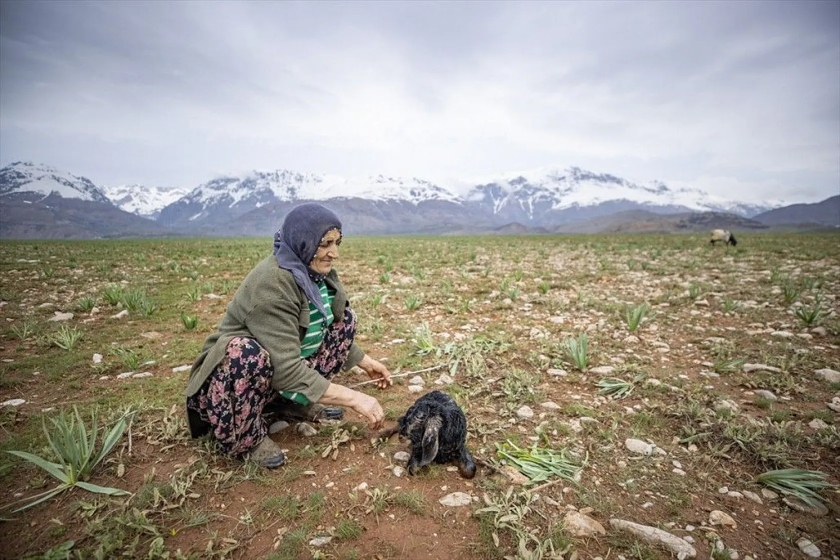 Köylüler 'baharın müjdecisi' oğlak ve kuzulara özenle bakıyor