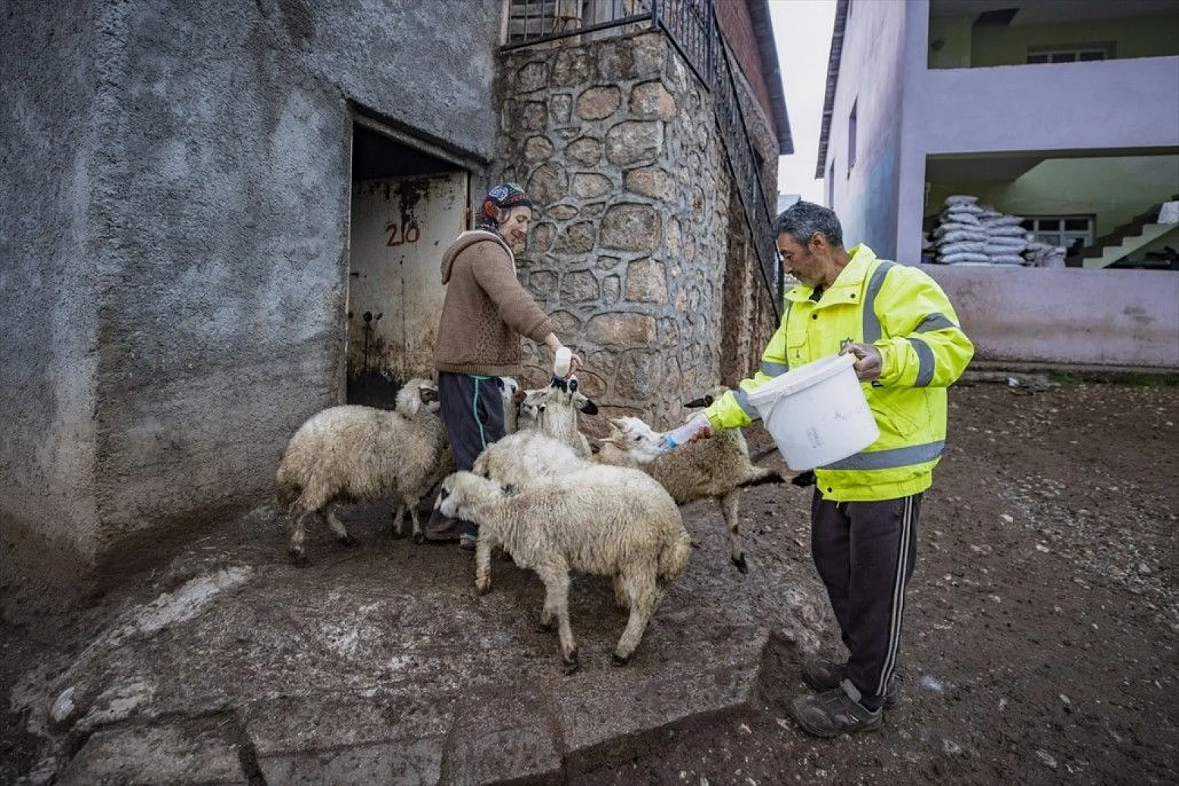 Köylüler 'baharın müjdecisi' oğlak ve kuzulara özenle bakıyor