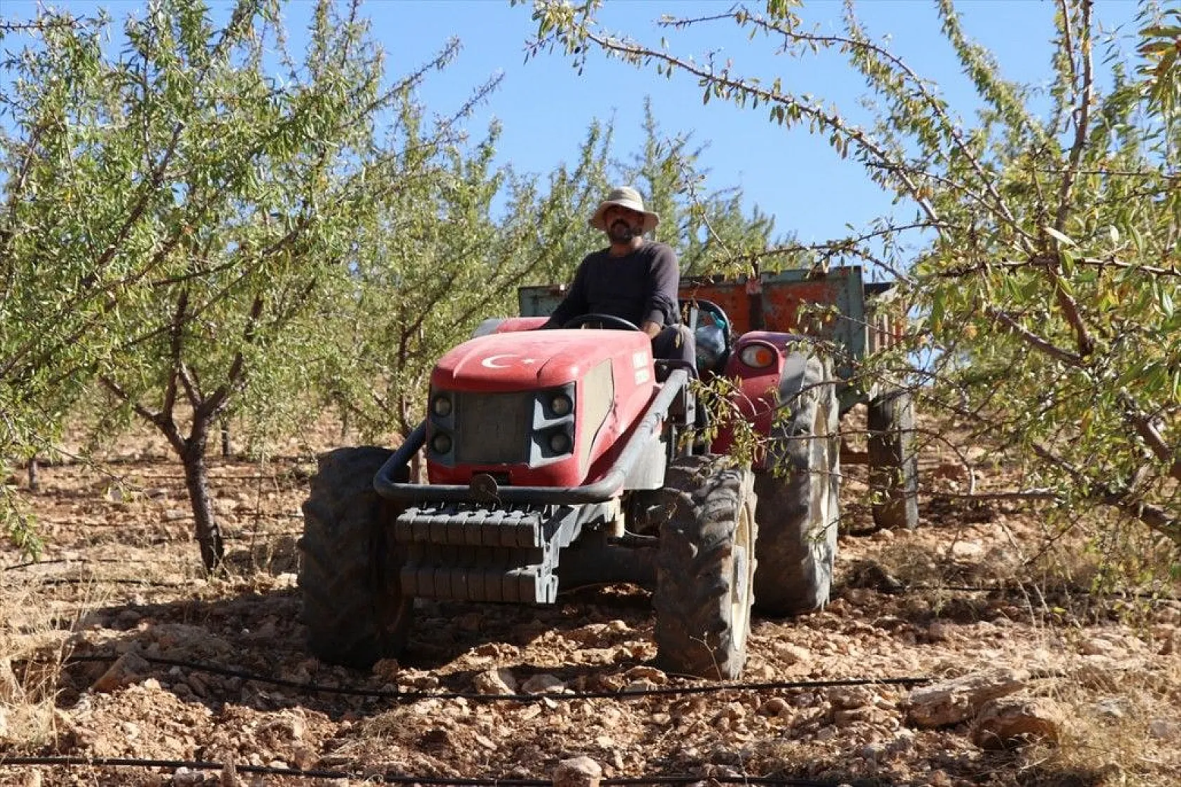 Atıl arazilerin dönüştürüldüğü badem bahçelerinde hasat zamanı