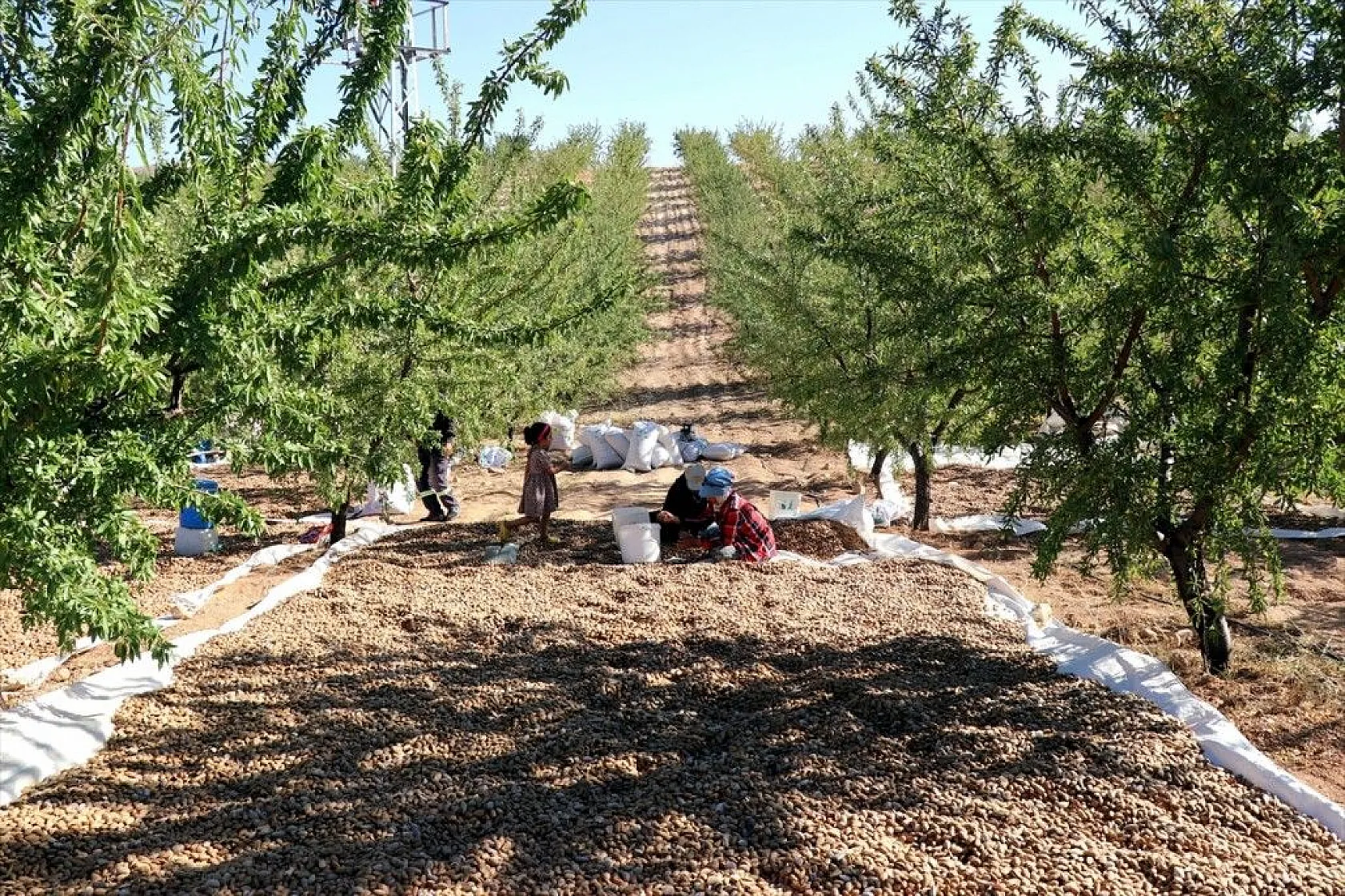 Atıl arazilerin dönüştürüldüğü badem bahçelerinde hasat zamanı