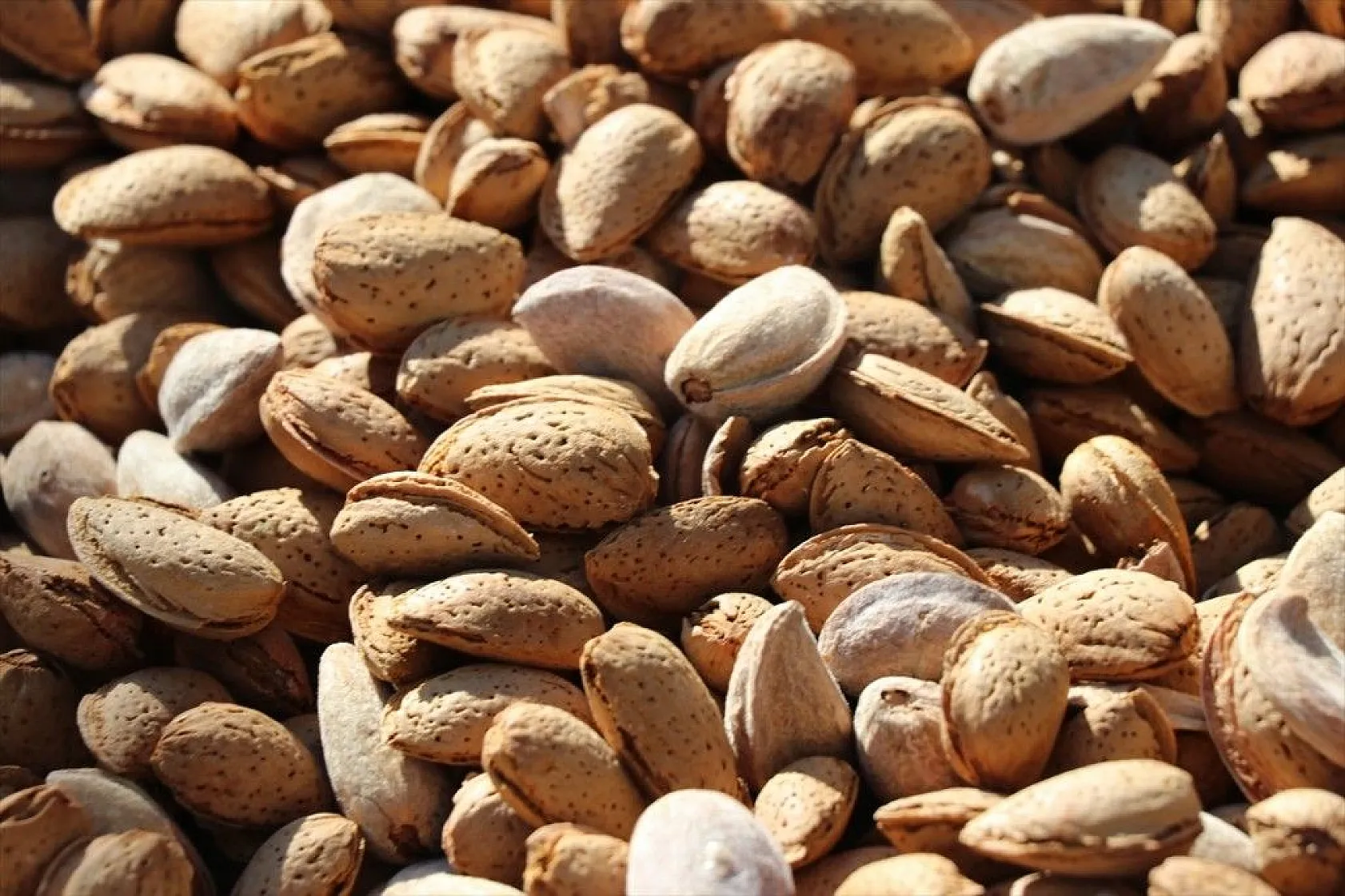 Atıl arazilerin dönüştürüldüğü badem bahçelerinde hasat zamanı