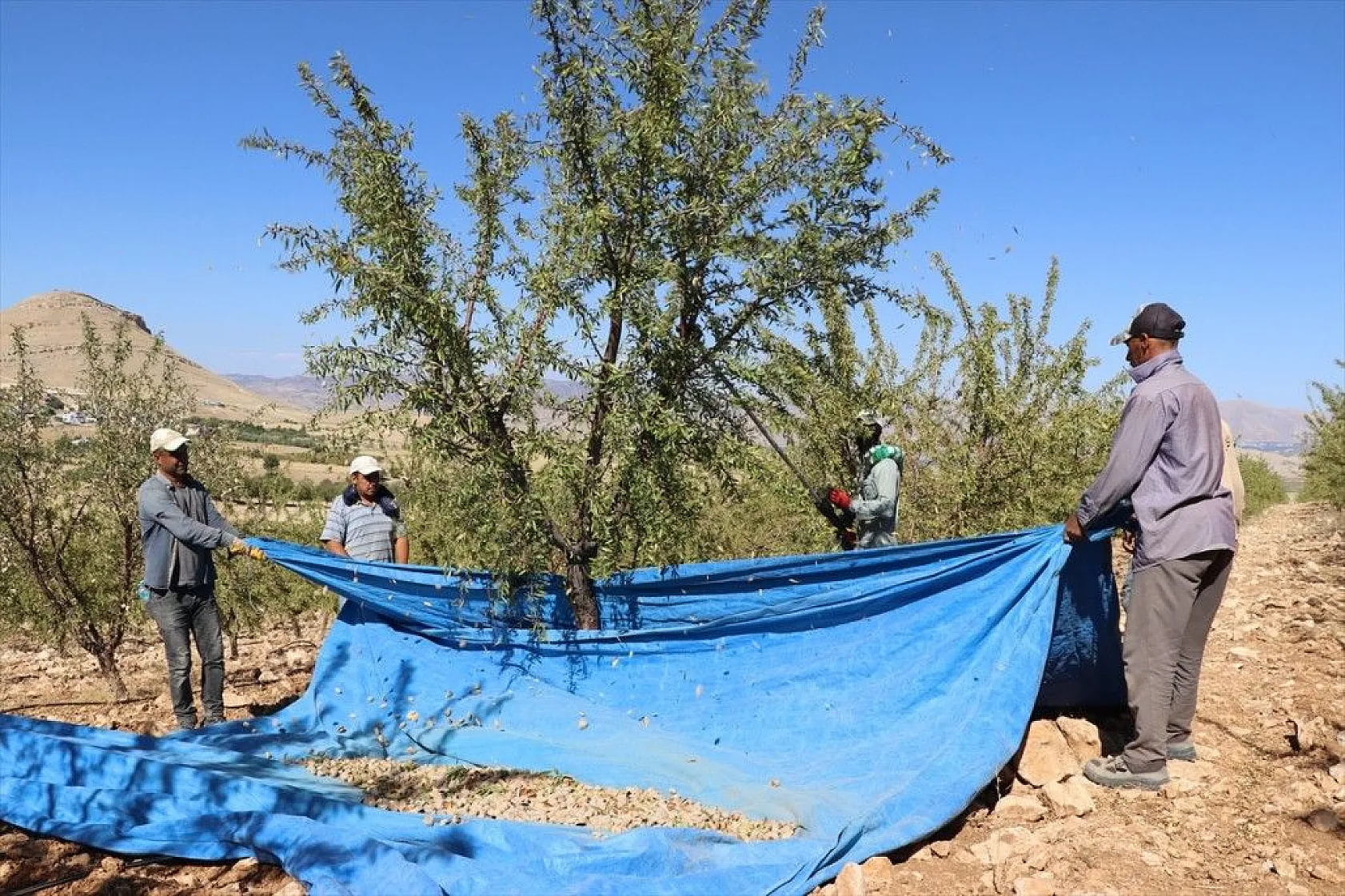 Atıl arazilerin dönüştürüldüğü badem bahçelerinde hasat zamanı