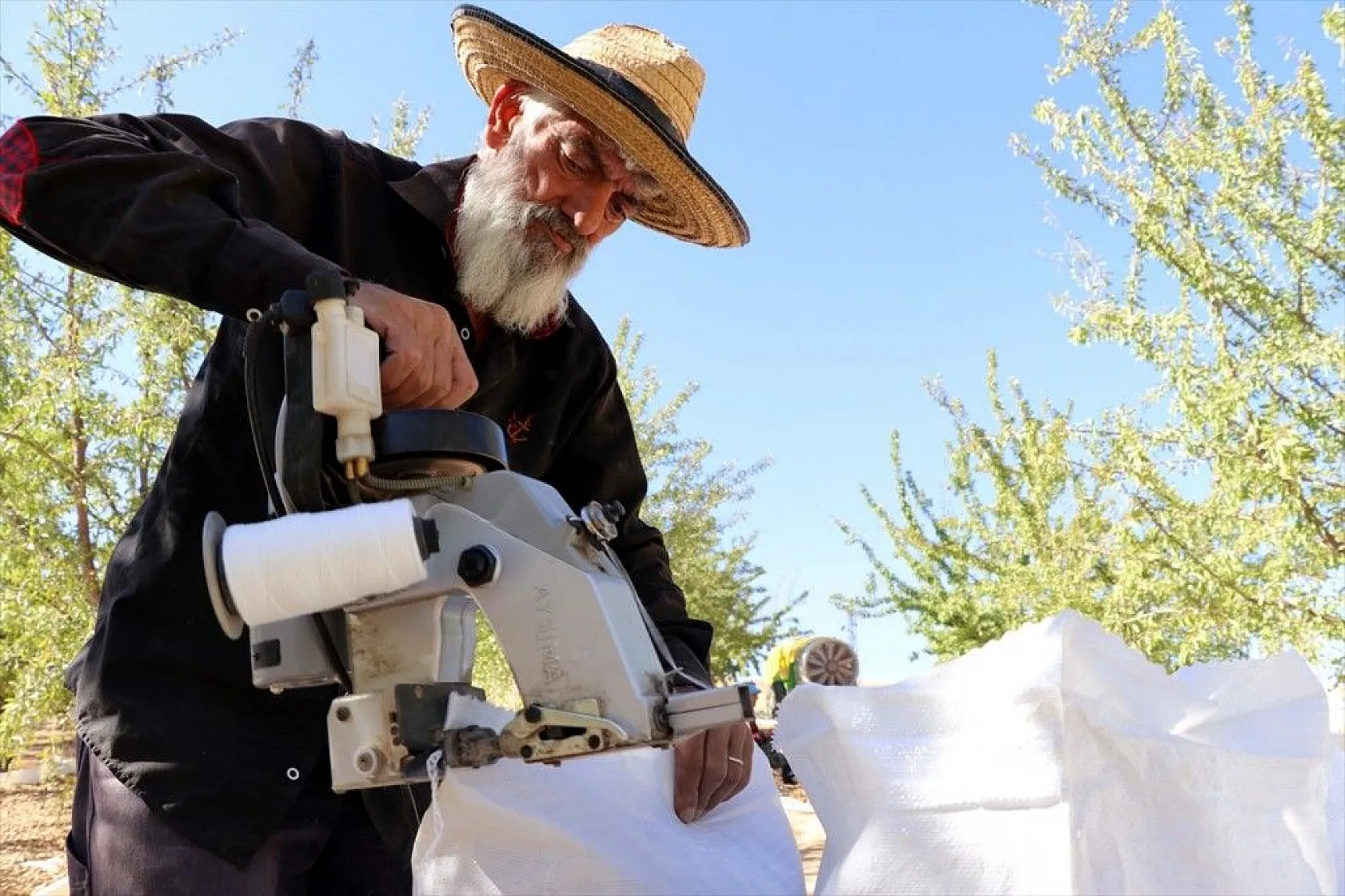 Atıl arazilerin dönüştürüldüğü badem bahçelerinde hasat zamanı