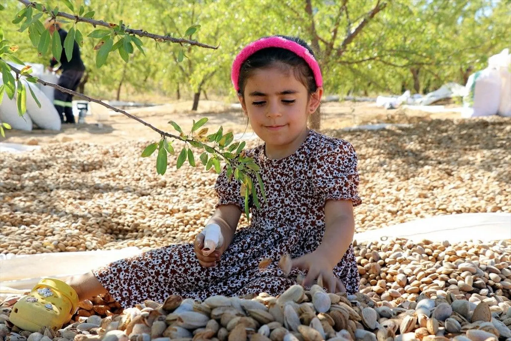 Atıl arazilerin dönüştürüldüğü badem bahçelerinde hasat zamanı
