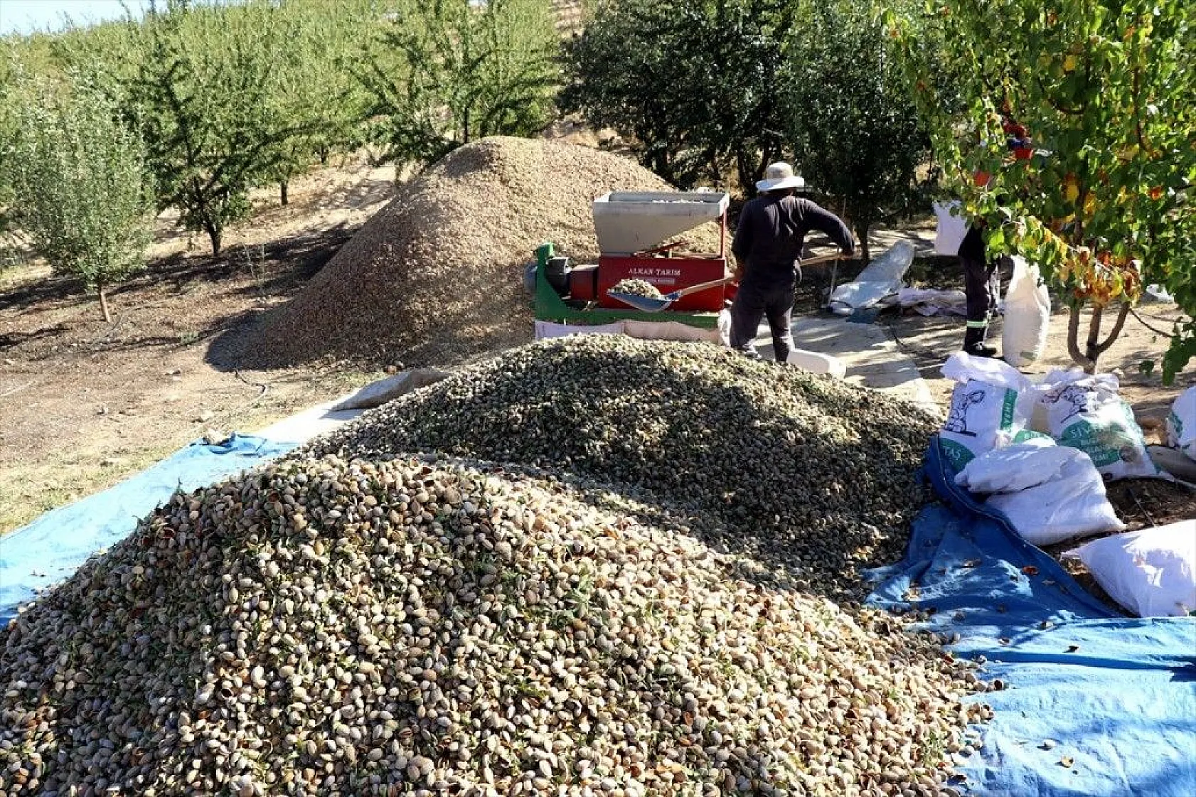 Atıl arazilerin dönüştürüldüğü badem bahçelerinde hasat zamanı