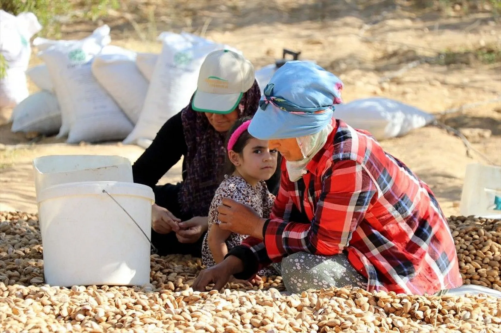 Atıl arazilerin dönüştürüldüğü badem bahçelerinde hasat zamanı