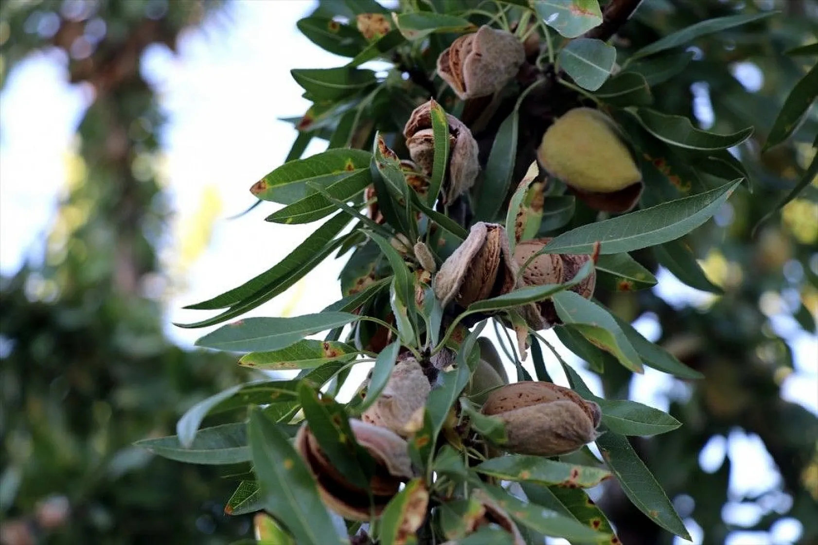 Atıl arazilerin dönüştürüldüğü badem bahçelerinde hasat zamanı