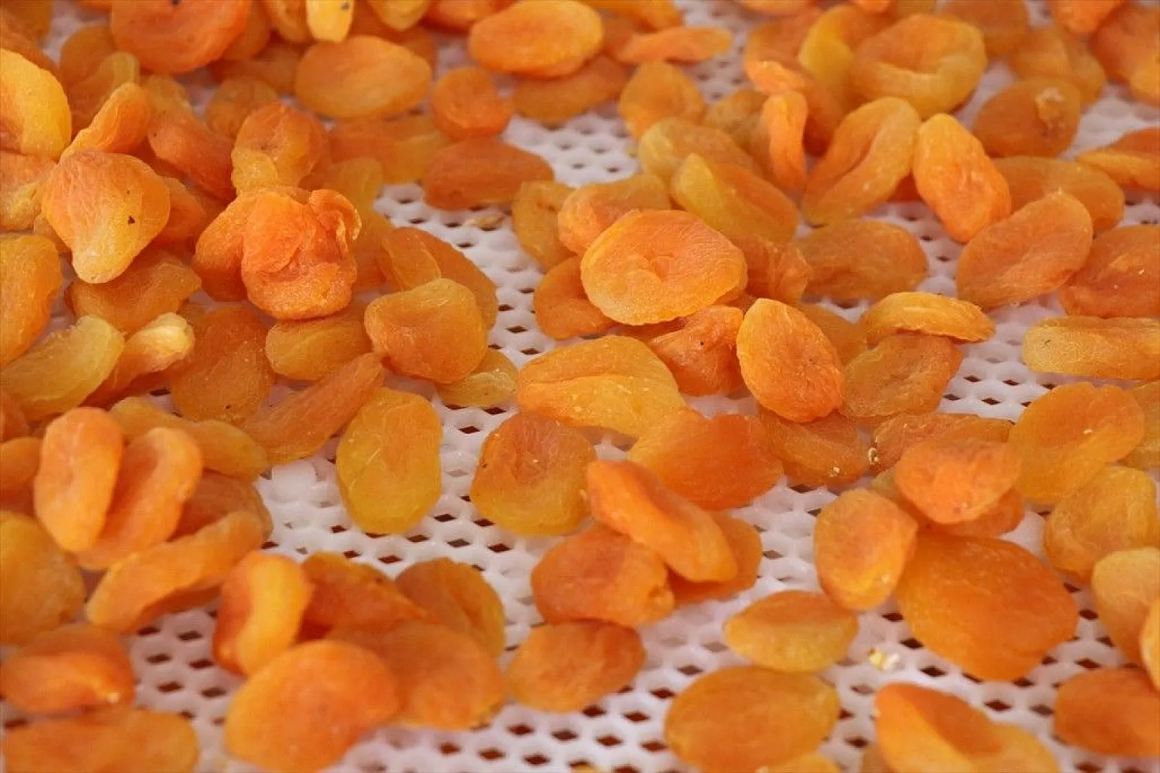 Girişimci kız kardeşler, birikimlerine devlet desteğini de katarak tesis kurdu