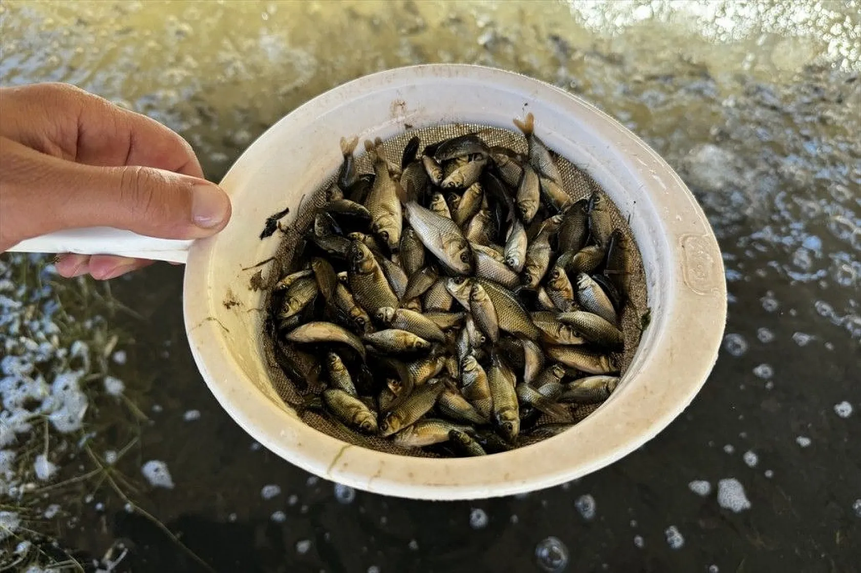 Elazığ'dan Doğu ve Güneydoğu Anadolu'ya sazan yavrusu takviyesi