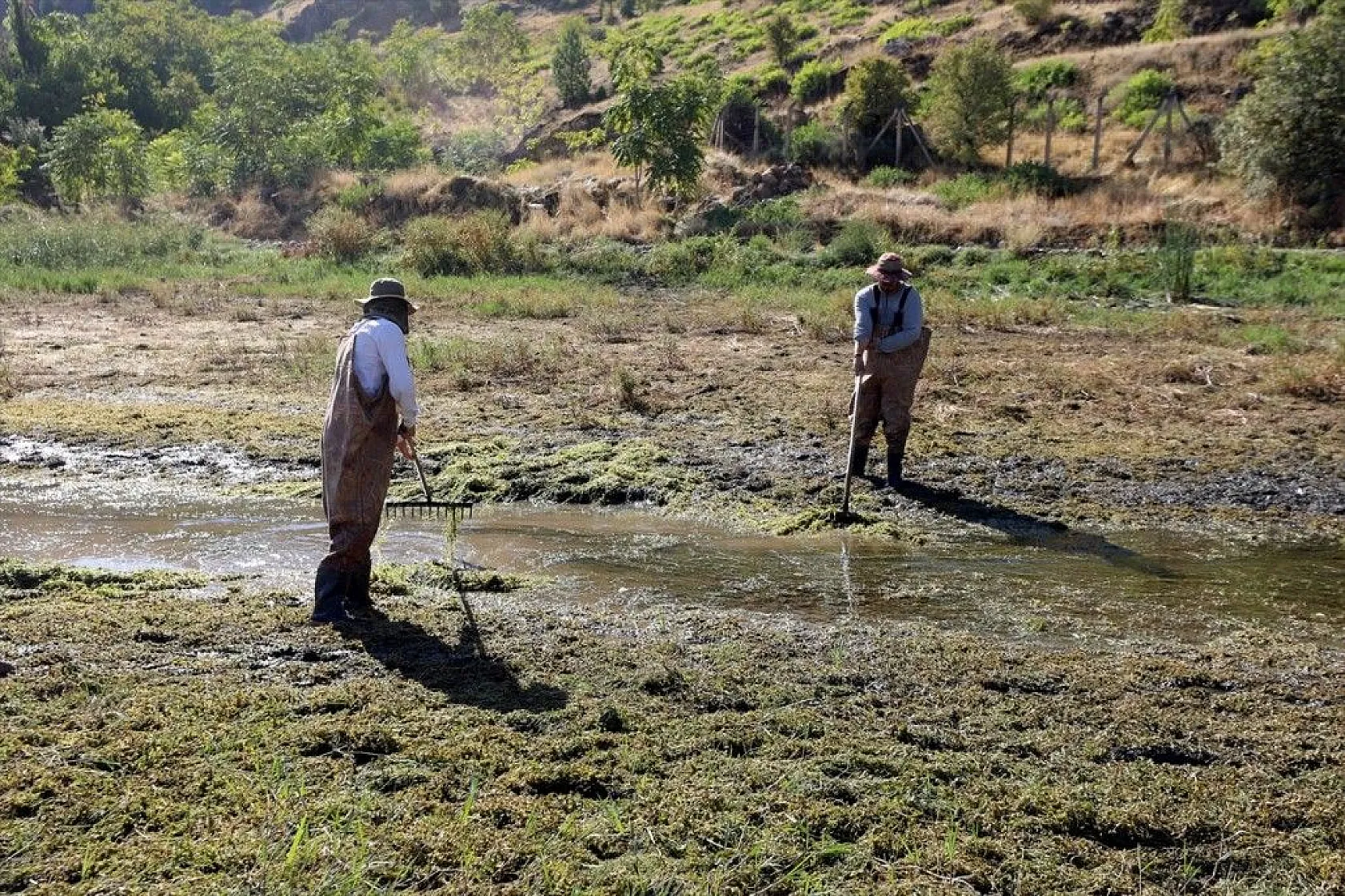Elazığ'dan Doğu ve Güneydoğu Anadolu'ya sazan yavrusu takviyesi