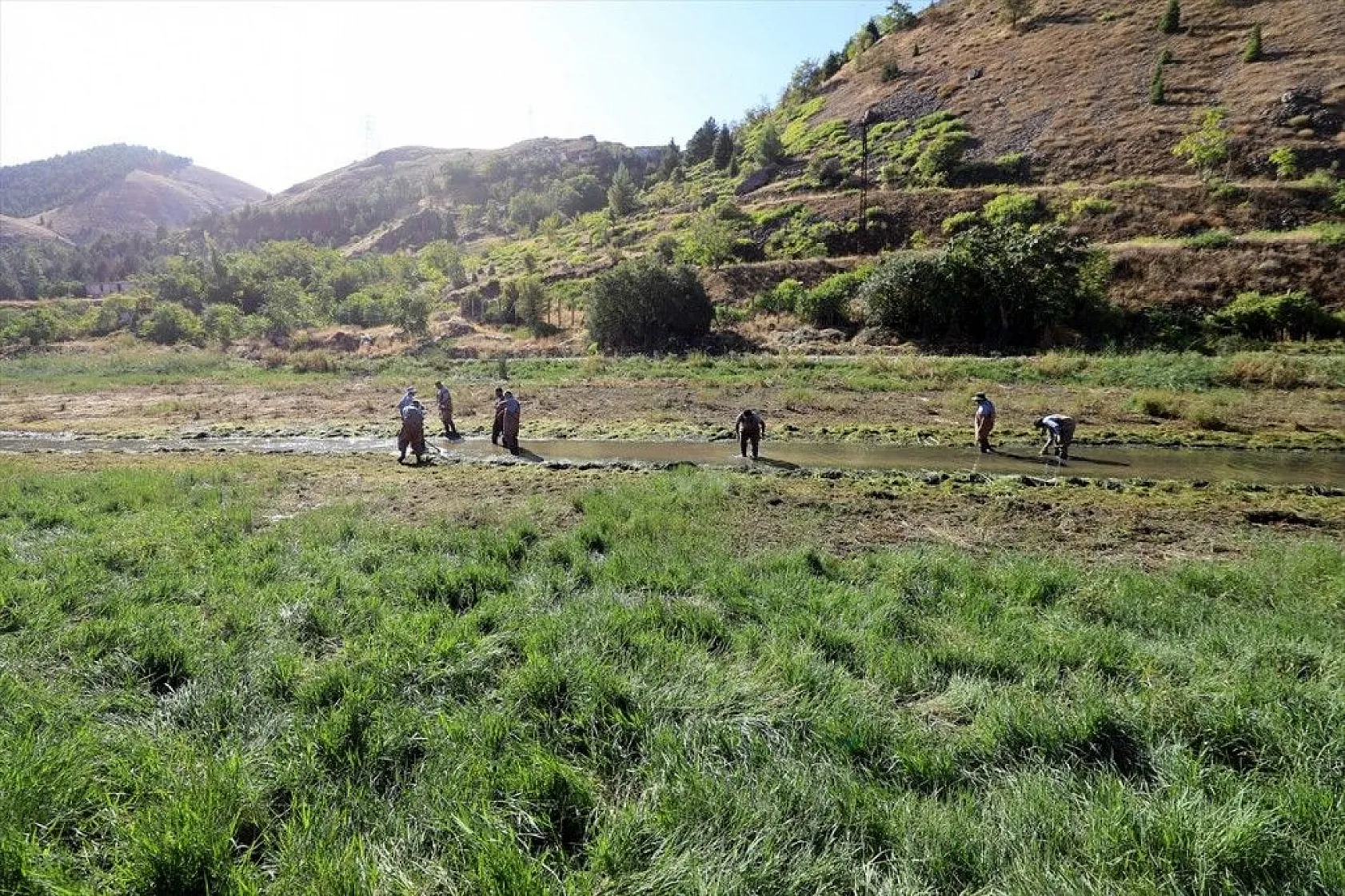 Elazığ'dan Doğu ve Güneydoğu Anadolu'ya sazan yavrusu takviyesi