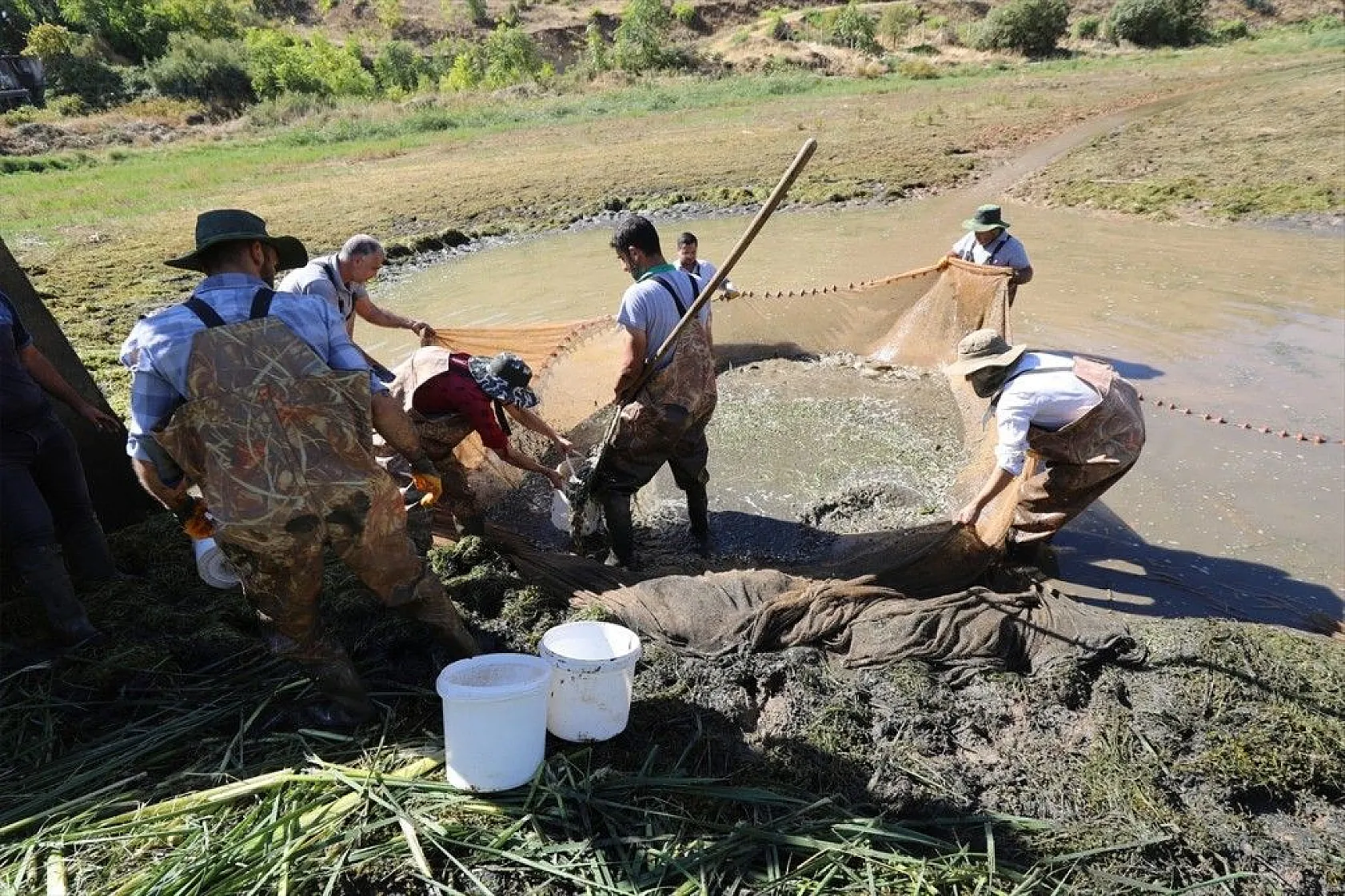 Elazığ'dan Doğu ve Güneydoğu Anadolu'ya sazan yavrusu takviyesi