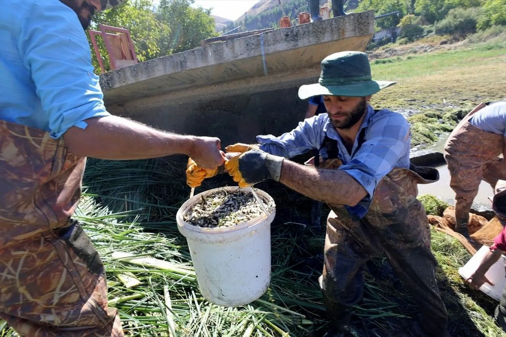 Elazığ'dan Doğu ve Güneydoğu Anadolu'ya sazan yavrusu takviyesi