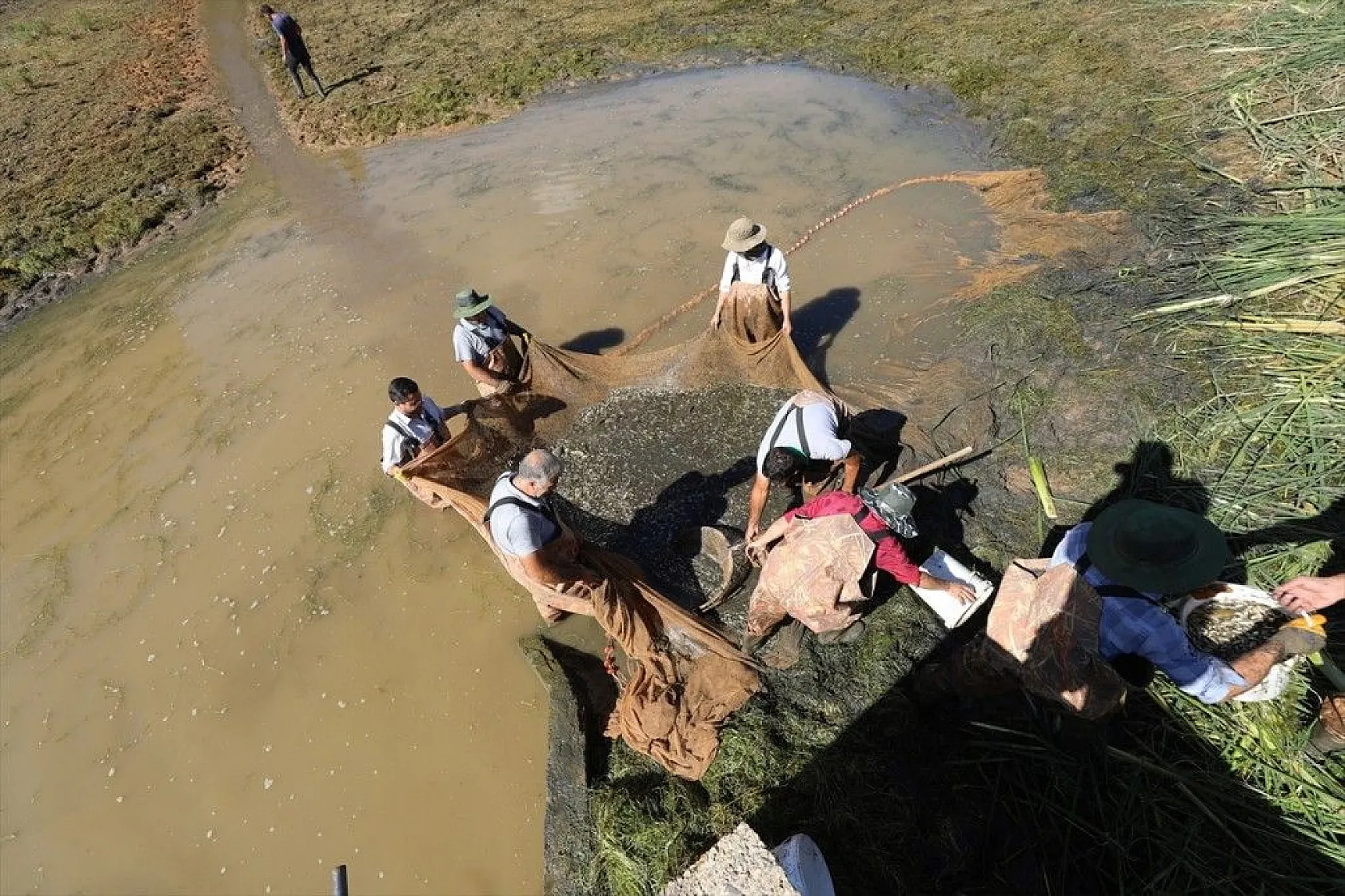 Elazığ'dan Doğu ve Güneydoğu Anadolu'ya sazan yavrusu takviyesi