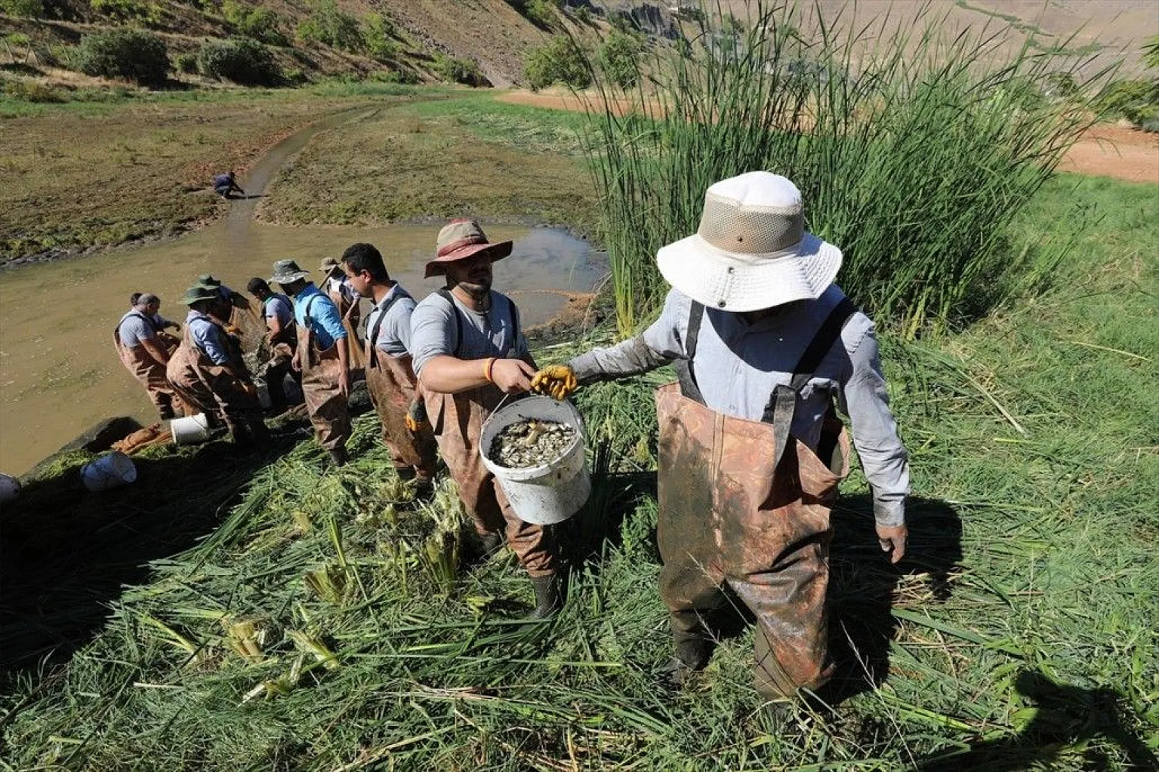 Elazığ'dan Doğu ve Güneydoğu Anadolu'ya sazan yavrusu takviyesi