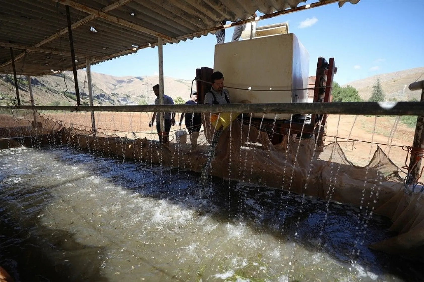 Elazığ'dan Doğu ve Güneydoğu Anadolu'ya sazan yavrusu takviyesi