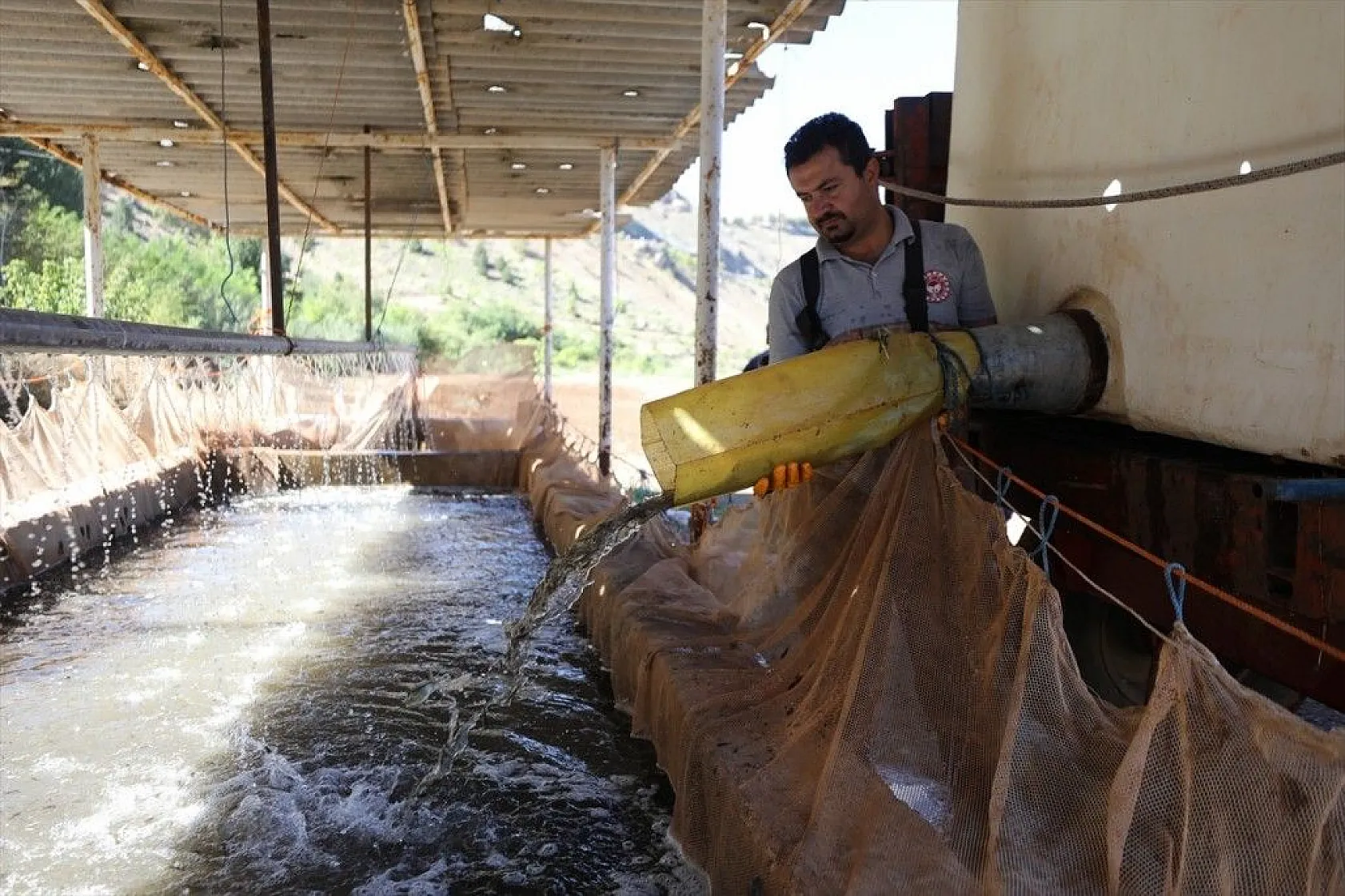 Elazığ'dan Doğu ve Güneydoğu Anadolu'ya sazan yavrusu takviyesi