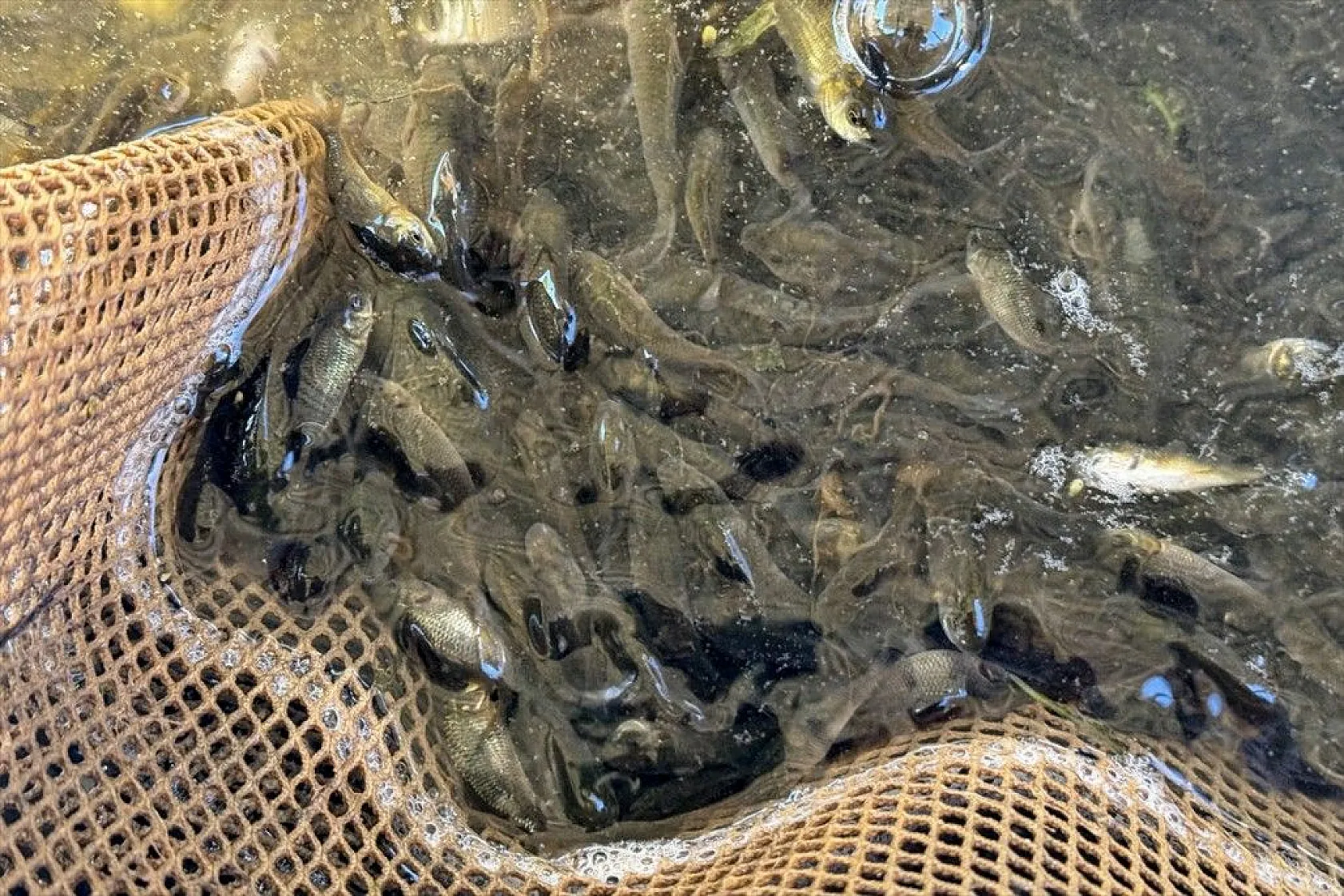 Elazığ'dan Doğu ve Güneydoğu Anadolu'ya sazan yavrusu takviyesi