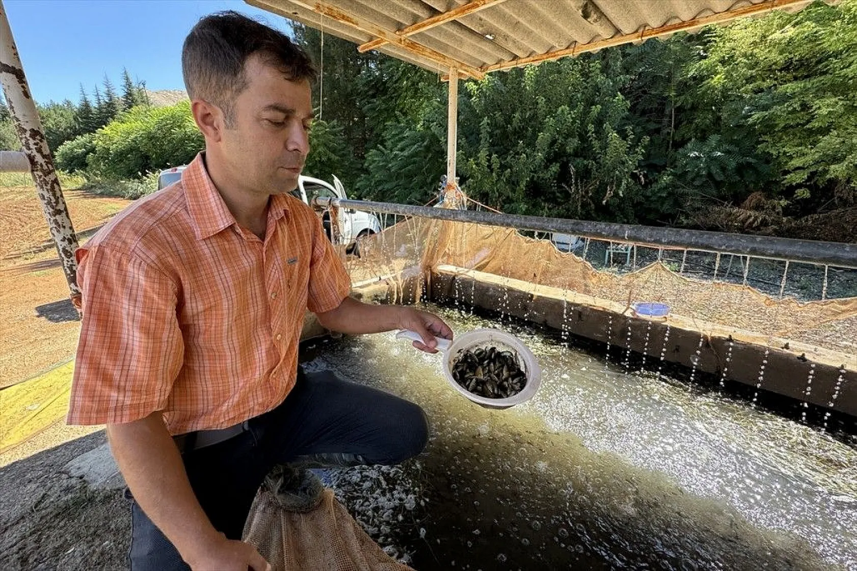 Elazığ'dan Doğu ve Güneydoğu Anadolu'ya sazan yavrusu takviyesi