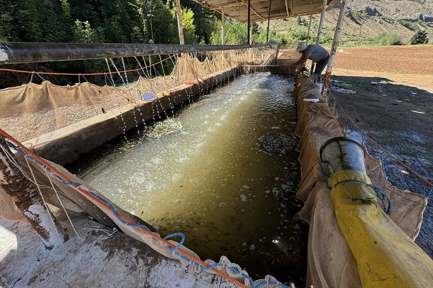 Elazığ'dan Doğu ve Güneydoğu Anadolu'ya sazan yavrusu takviyesi