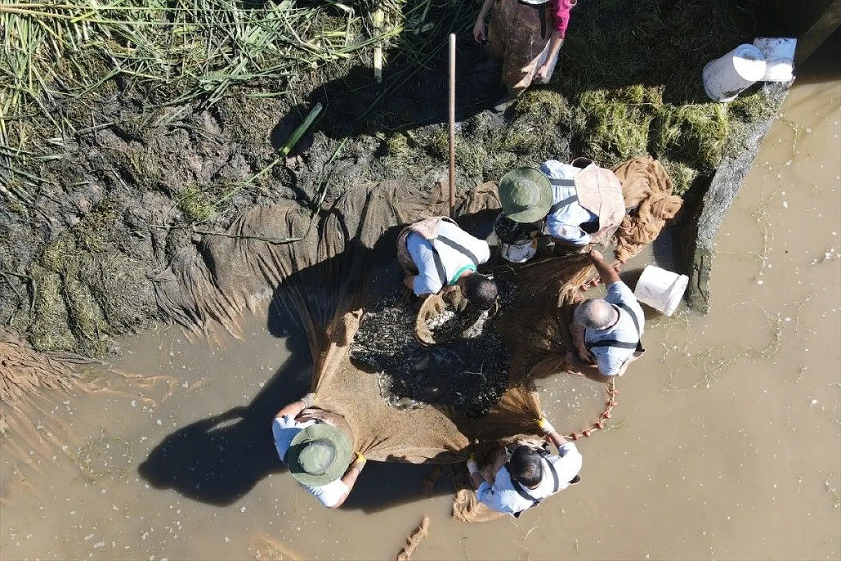 Elazığ'dan Doğu ve Güneydoğu Anadolu'ya sazan yavrusu takviyesi