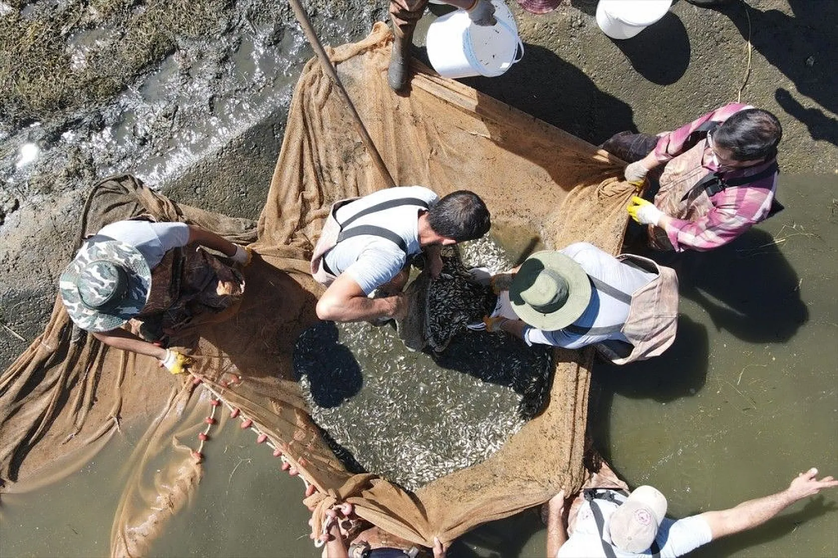 Elazığ'dan Doğu ve Güneydoğu Anadolu'ya sazan yavrusu takviyesi
