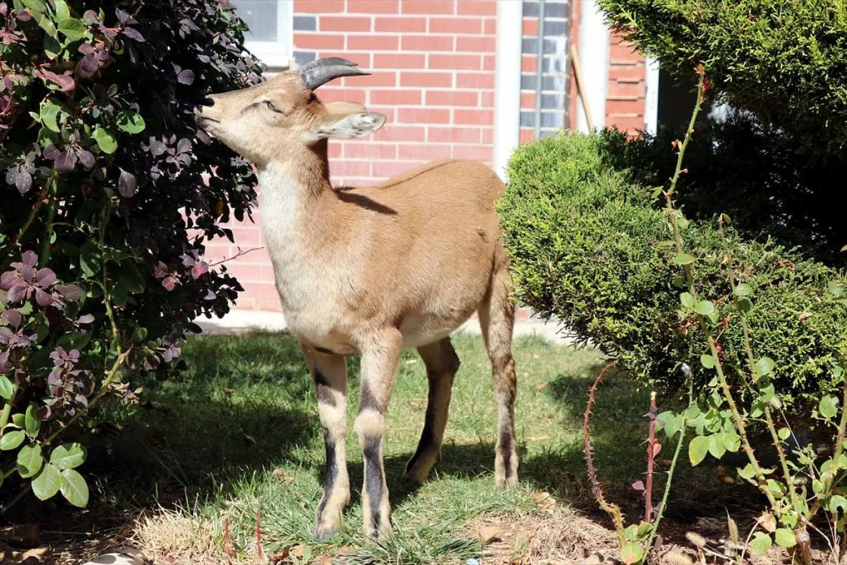 Baraj sahasını mesken tutan yavru dağ keçisini biberonla besliyorlar