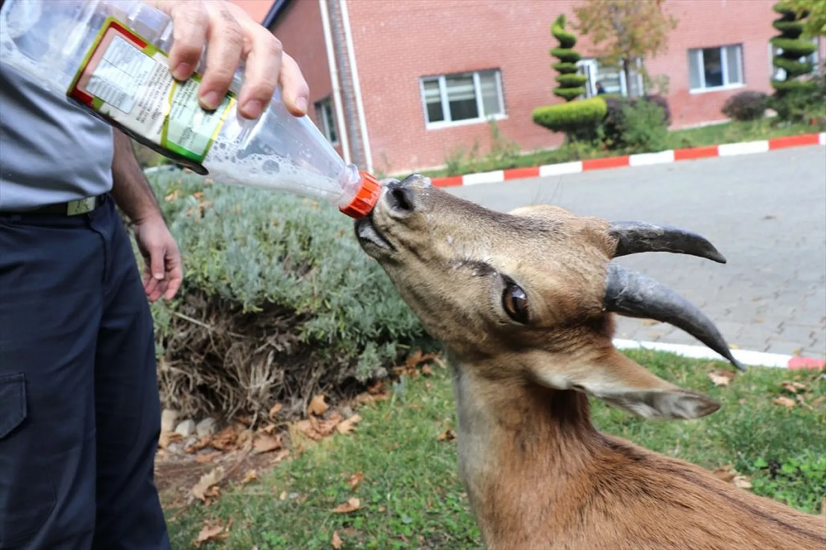 Baraj sahasını mesken tutan yavru dağ keçisini biberonla besliyorlar