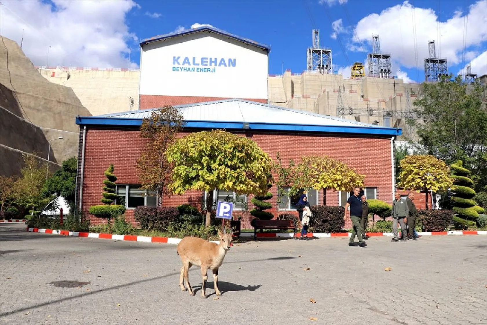 Baraj sahasını mesken tutan yavru dağ keçisini biberonla besliyorlar