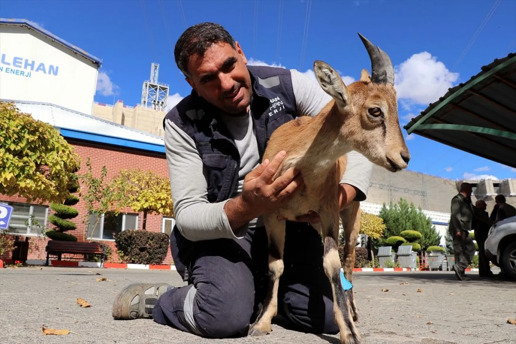 Baraj sahasını mesken tutan yavru dağ keçisini biberonla besliyorlar