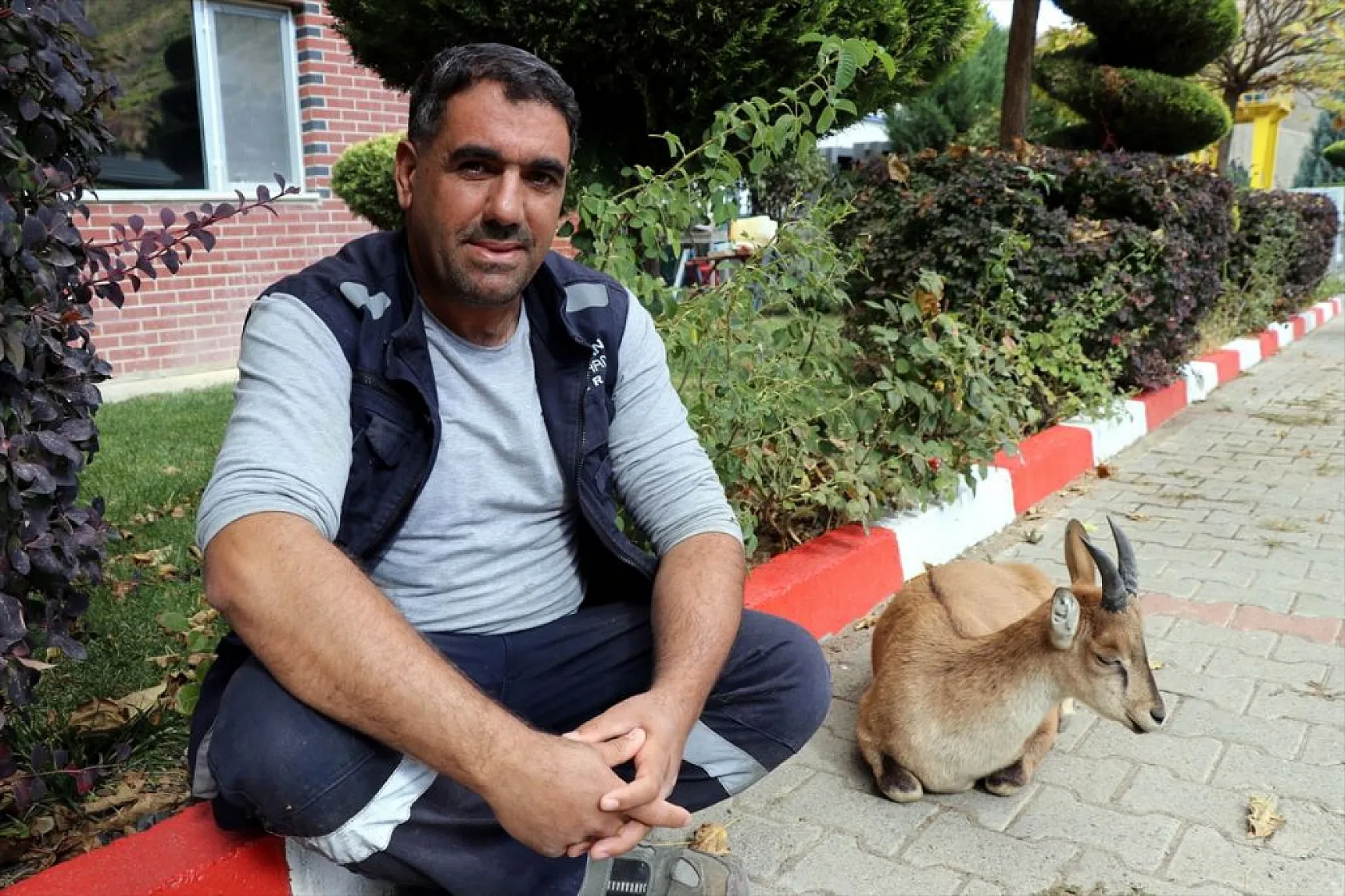 Baraj sahasını mesken tutan yavru dağ keçisini biberonla besliyorlar