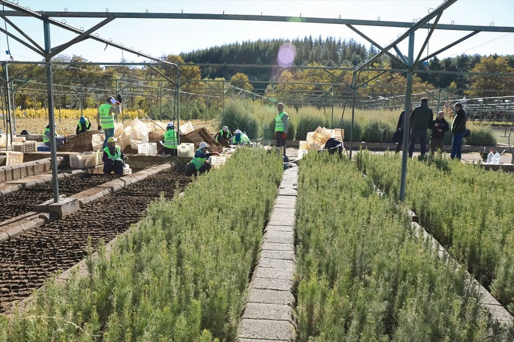Doğu Anadolu'nun 'bozkır toprakları' dikilen milyonlarca fidanla yeşerecek