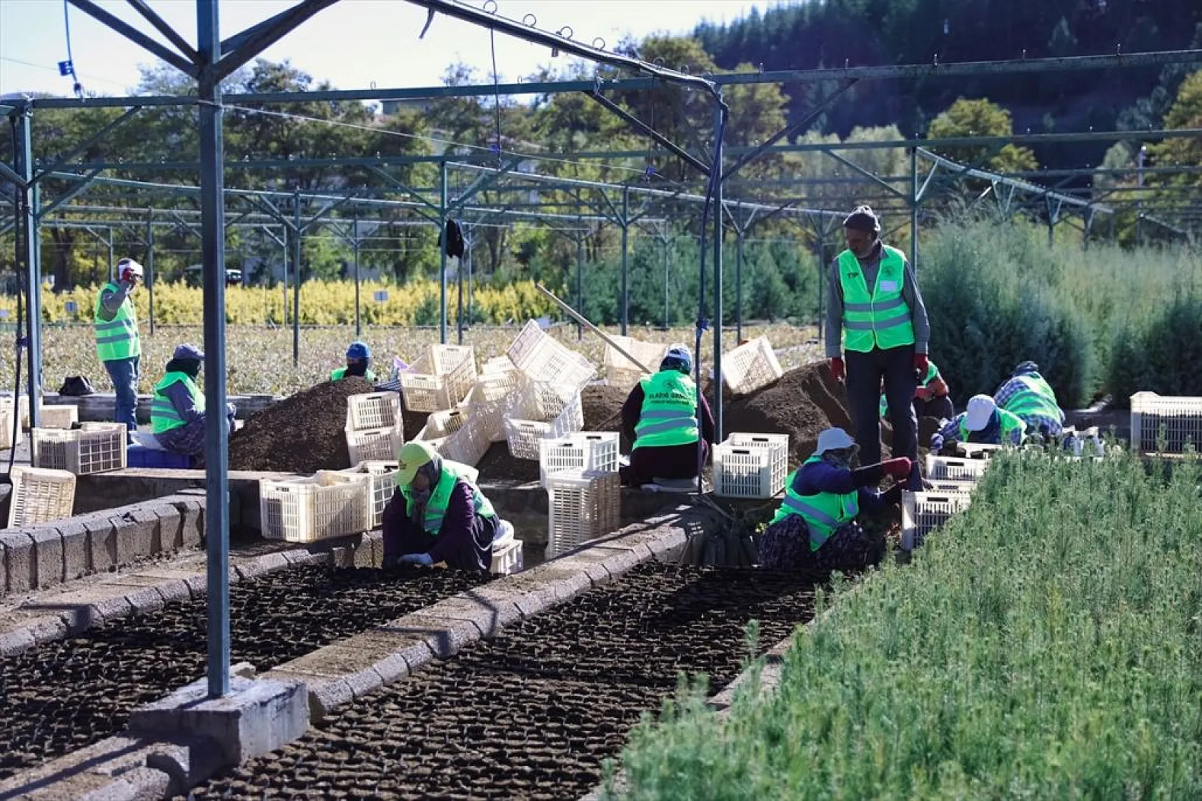 Doğu Anadolu'nun 'bozkır toprakları' dikilen milyonlarca fidanla yeşerecek