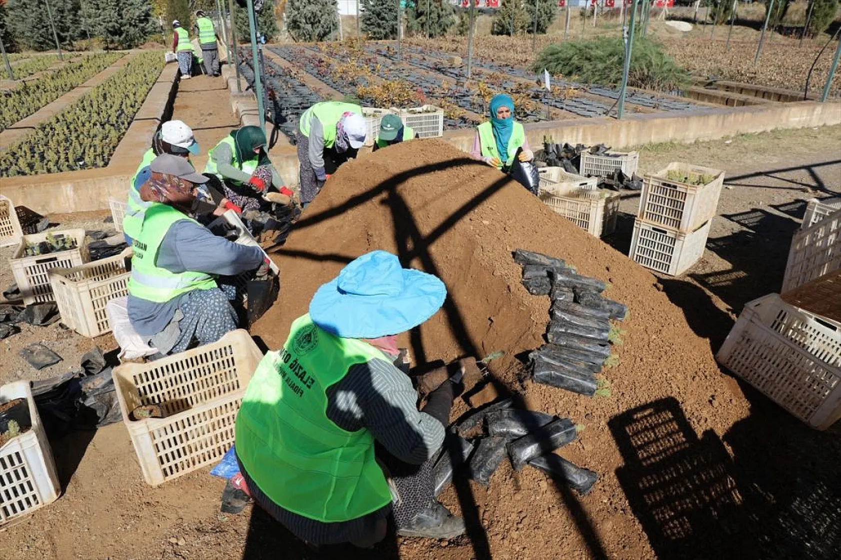 Doğu Anadolu'nun 'bozkır toprakları' dikilen milyonlarca fidanla yeşerecek