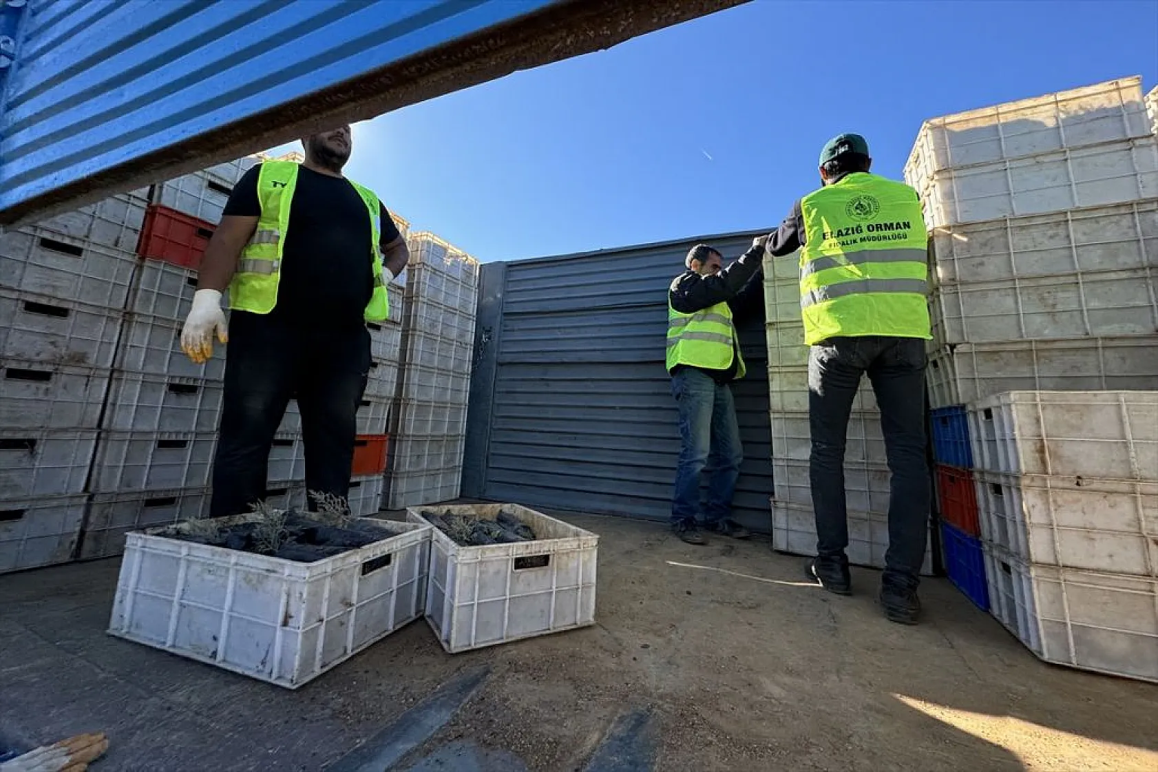 Doğu Anadolu'nun 'bozkır toprakları' dikilen milyonlarca fidanla yeşerecek