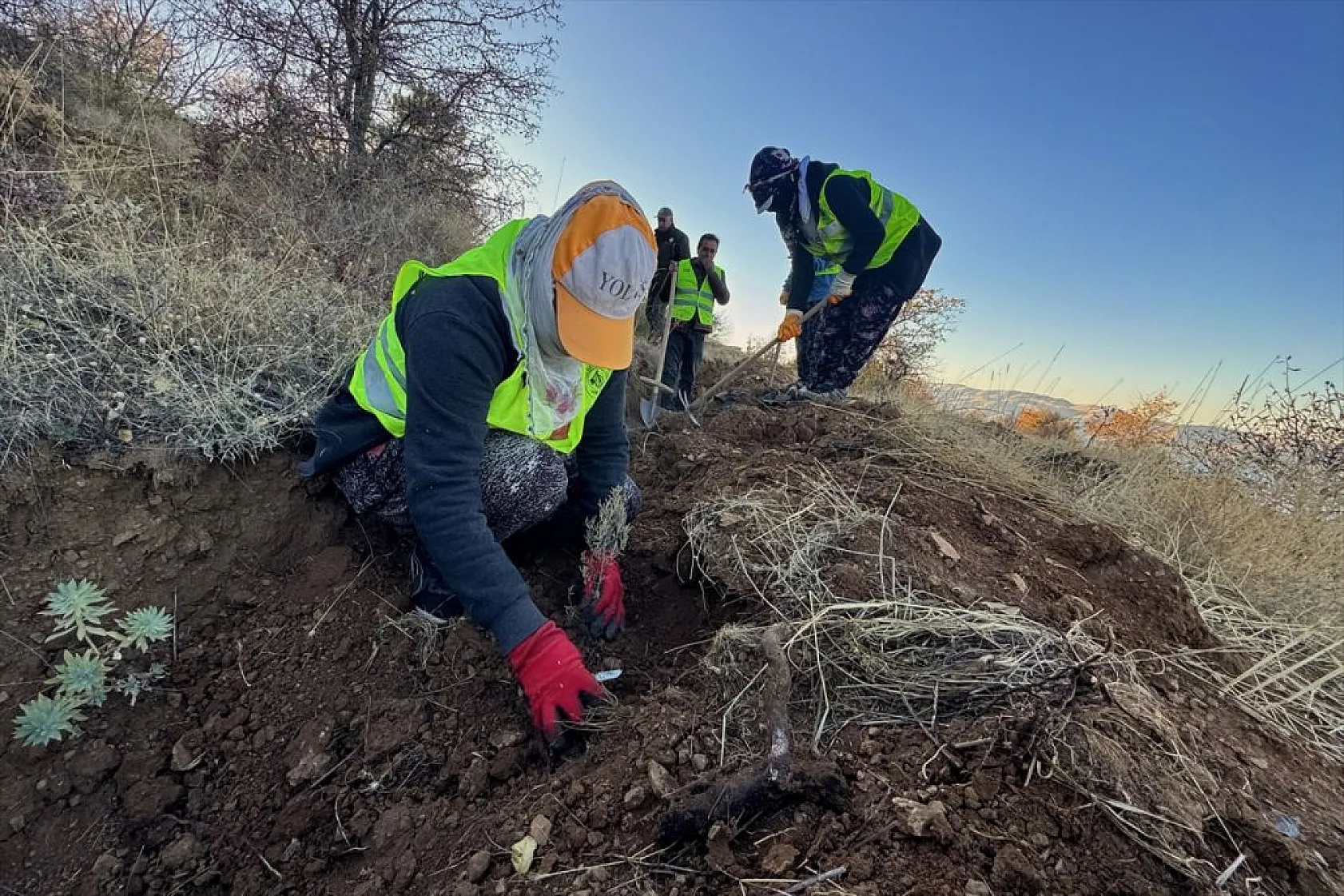 Doğu Anadolu'nun 'bozkır toprakları' dikilen milyonlarca fidanla yeşerecek