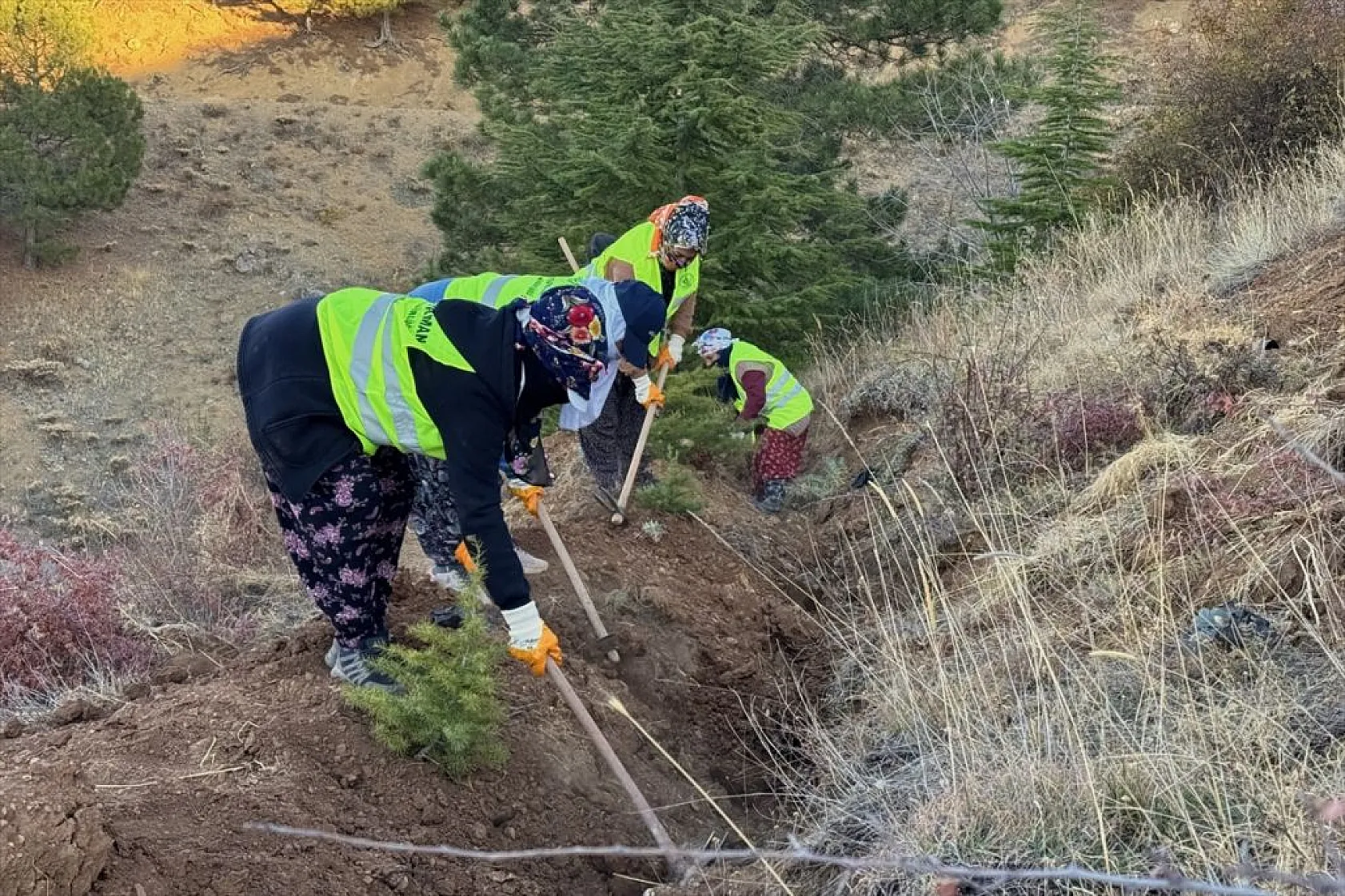 Doğu Anadolu'nun 'bozkır toprakları' dikilen milyonlarca fidanla yeşerecek