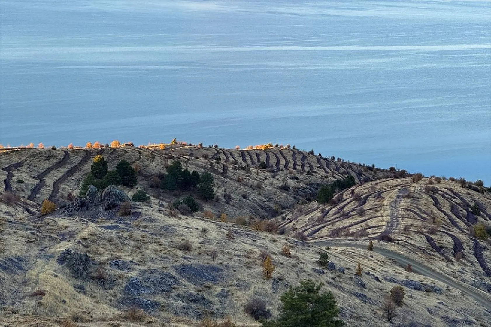Doğu Anadolu'nun 'bozkır toprakları' dikilen milyonlarca fidanla yeşerecek