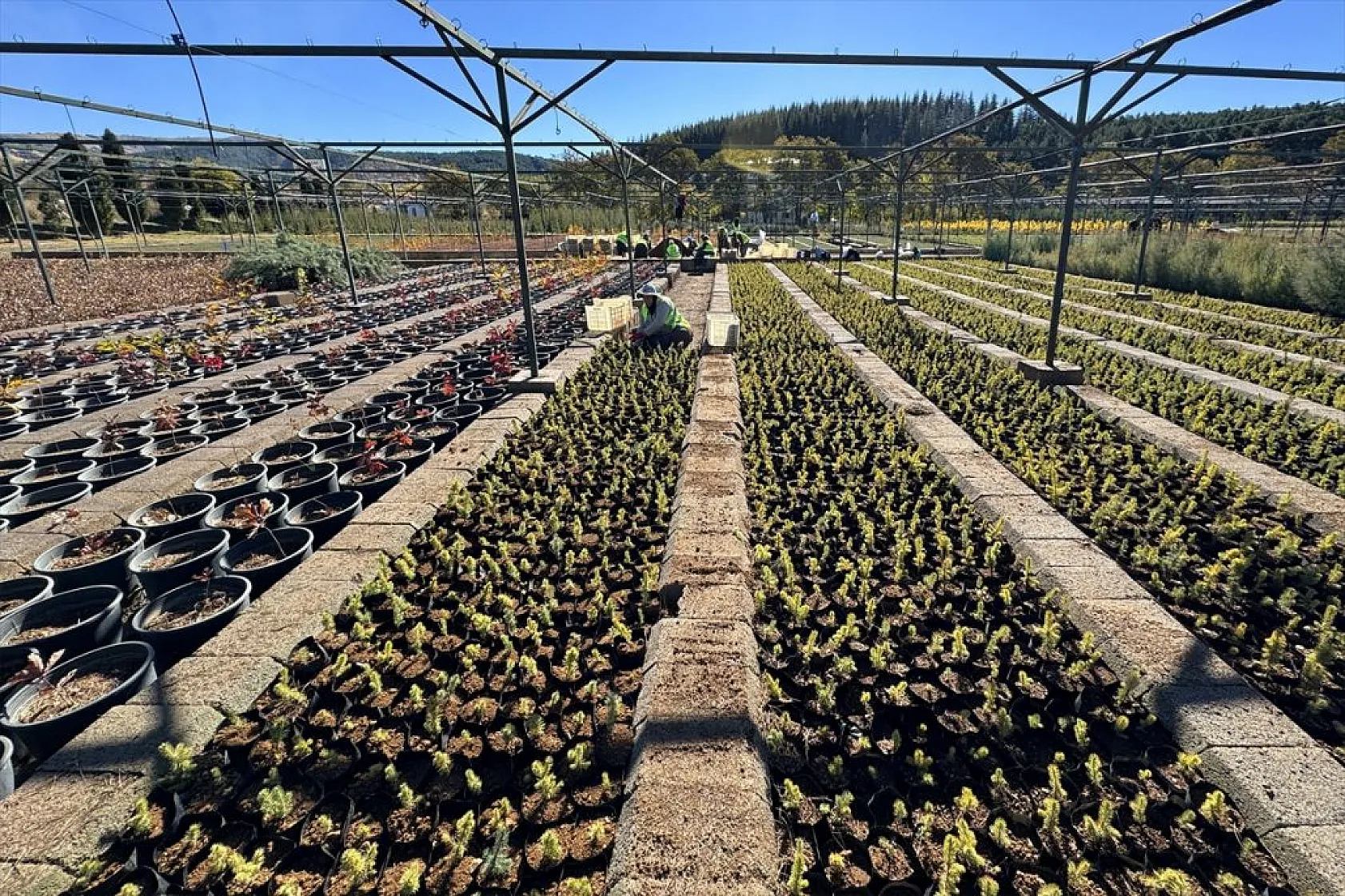 Doğu'da yetiştirilen milyonlarca fidan ülkeye nefes oluyor