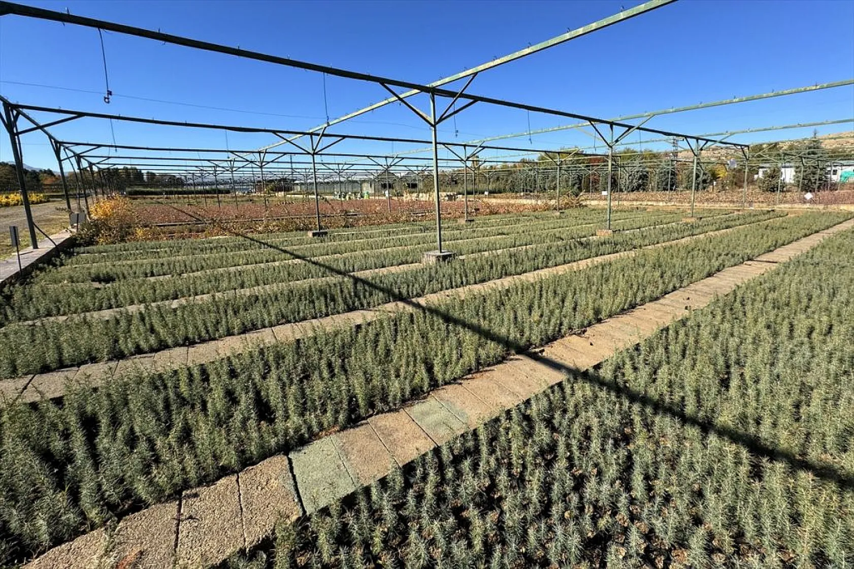 Doğu'da yetiştirilen milyonlarca fidan ülkeye nefes oluyor