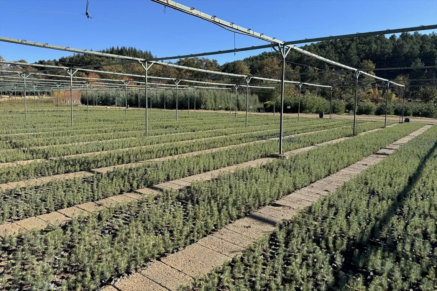 Doğu'da yetiştirilen milyonlarca fidan ülkeye nefes oluyor